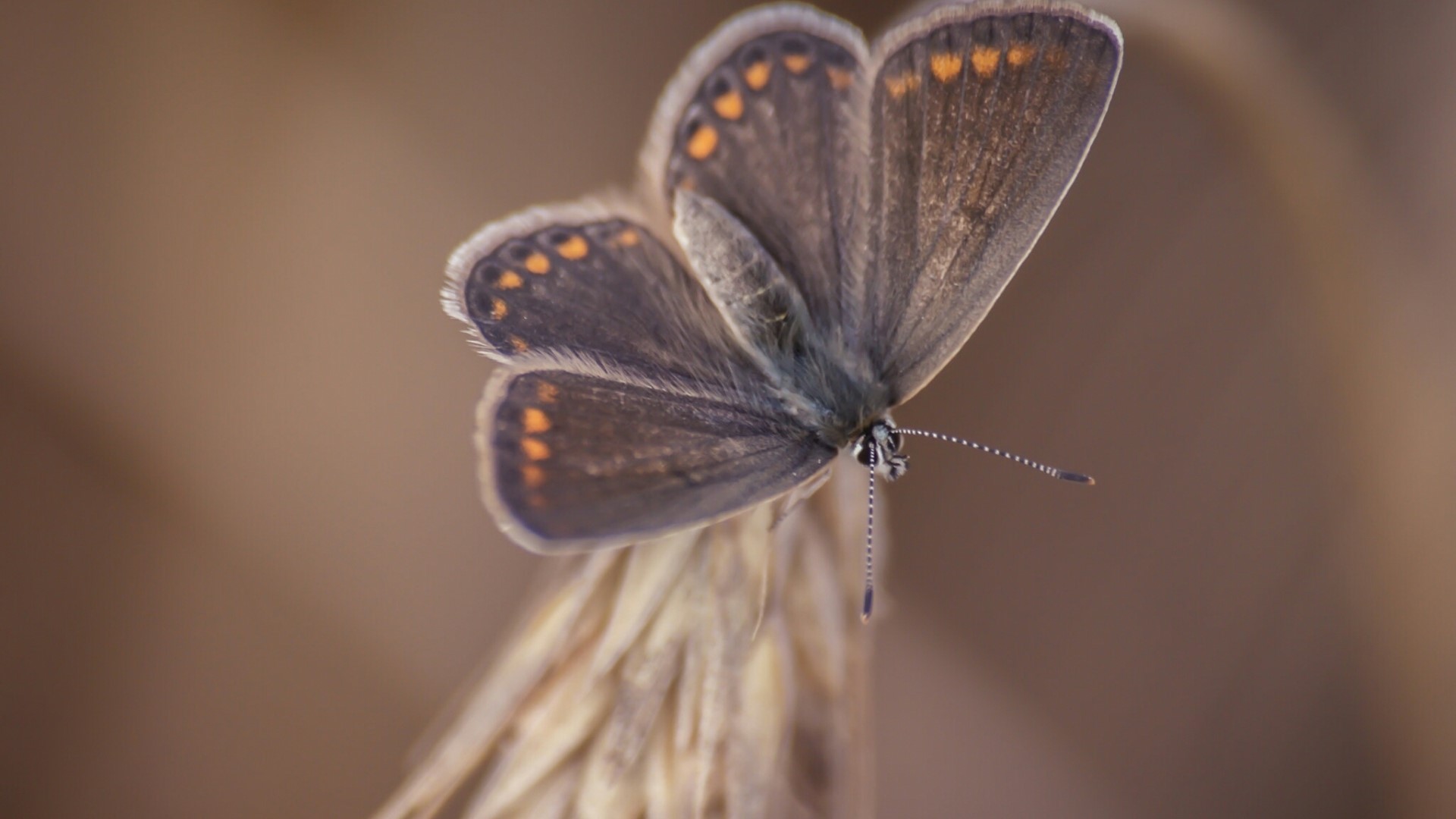 Close-up of a brown butterfly with orange spots HD Wallpaper