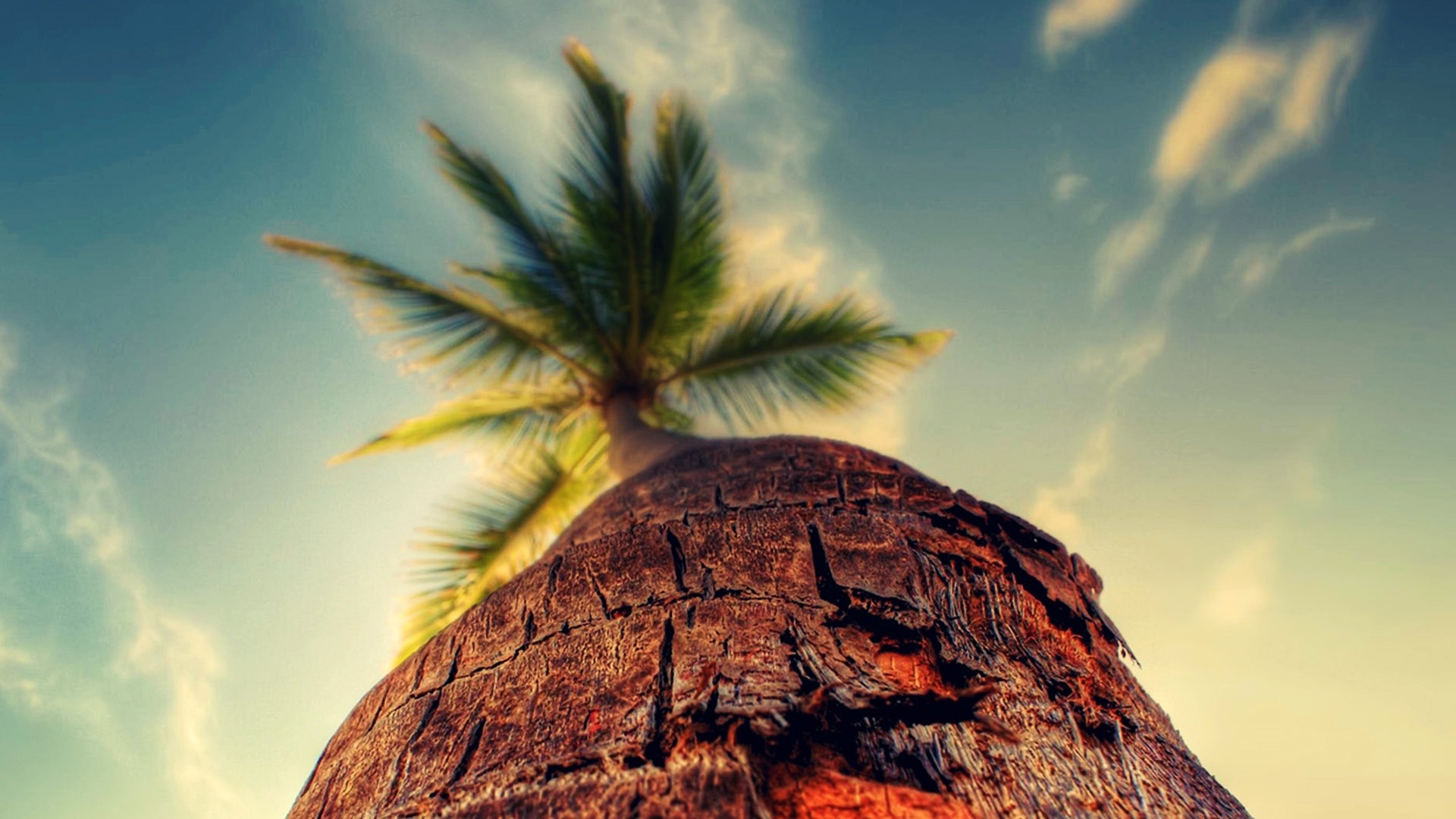 Palm Tree Trunk and Fronds Against Sky HD Wallpaper