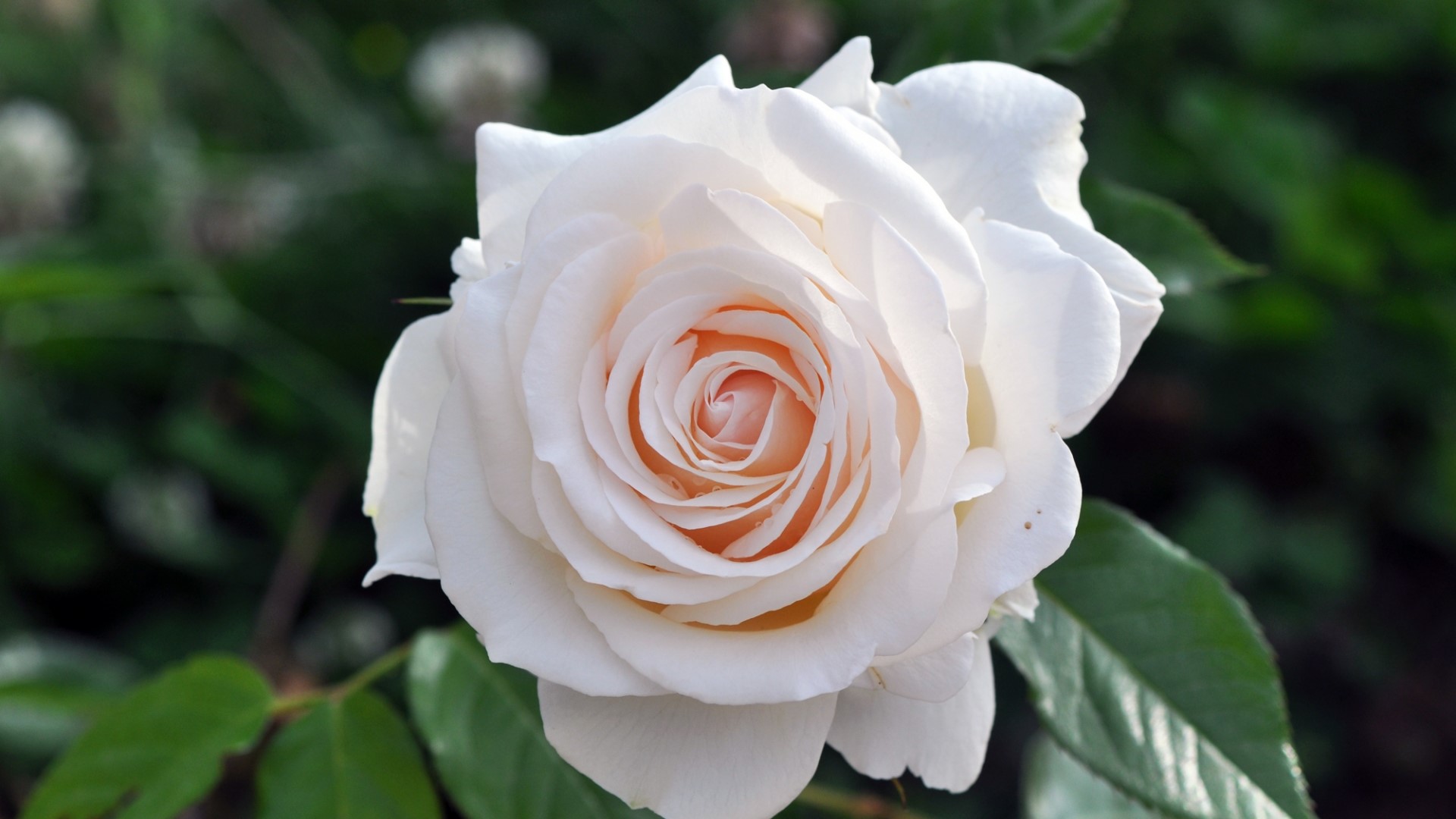 Close-up of a white rose with pink center HD Wallpaper
