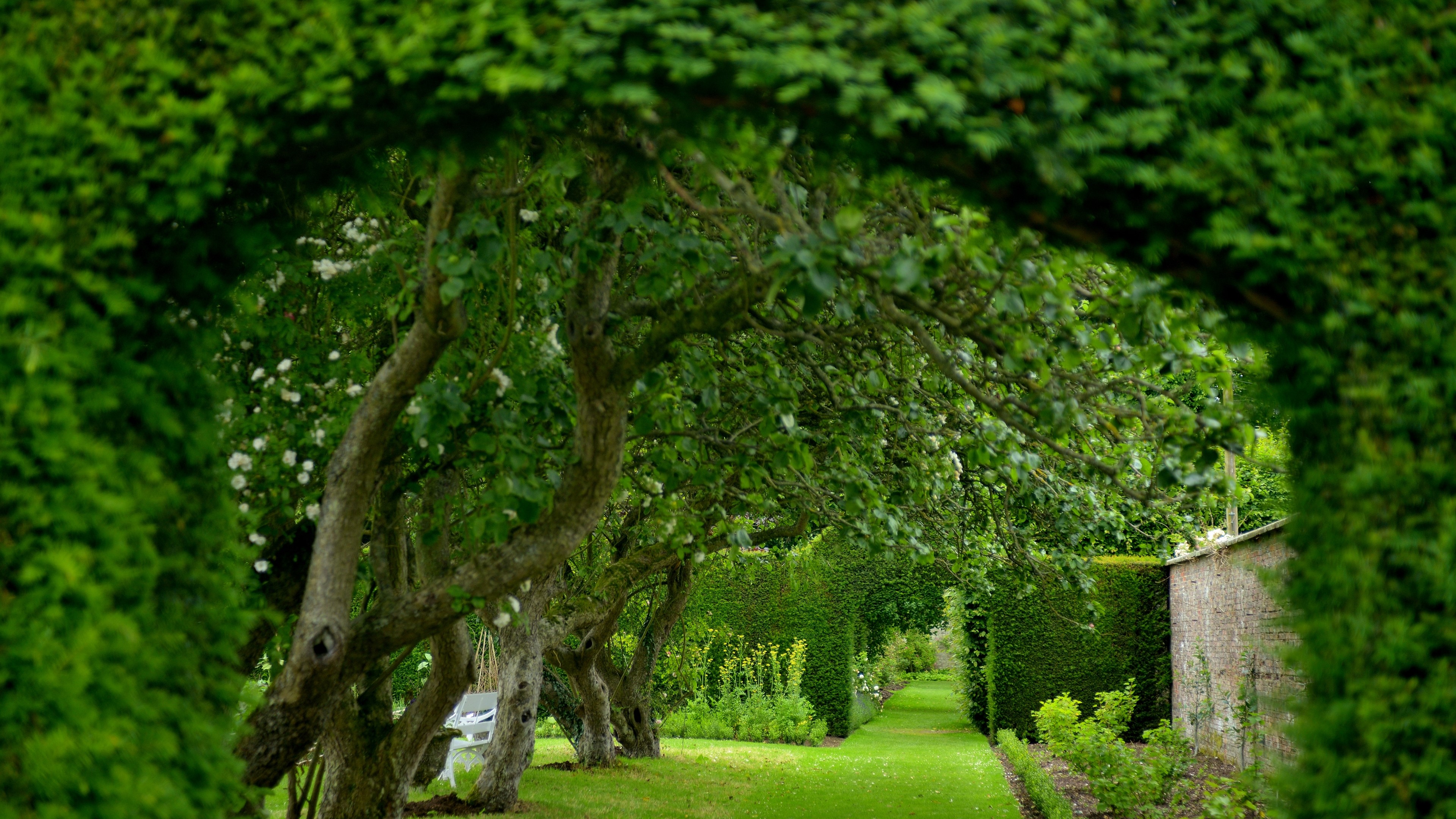 Park with green trees and path HD Wallpaper