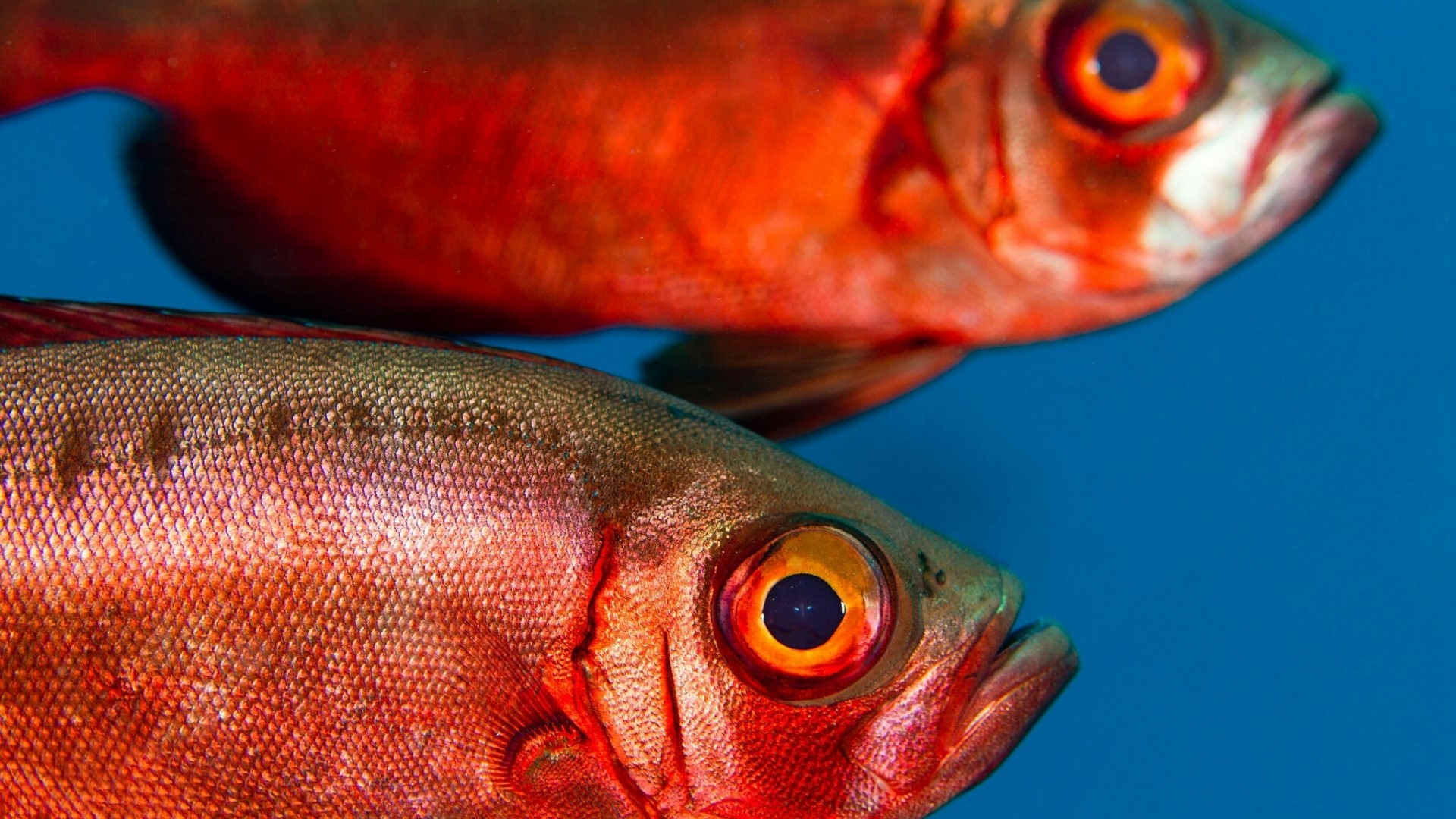 Two red fish swimming in blue water HD Wallpaper