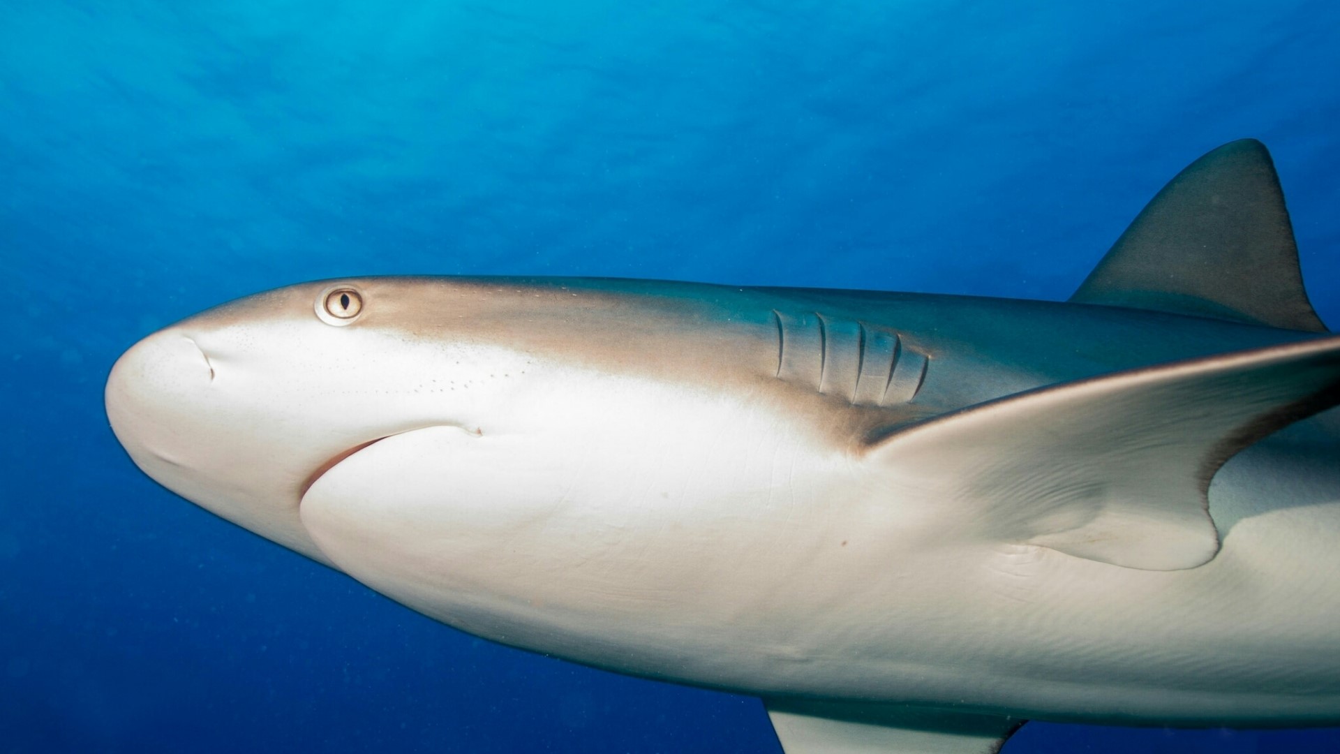 Shark swimming in blue water HD Wallpaper