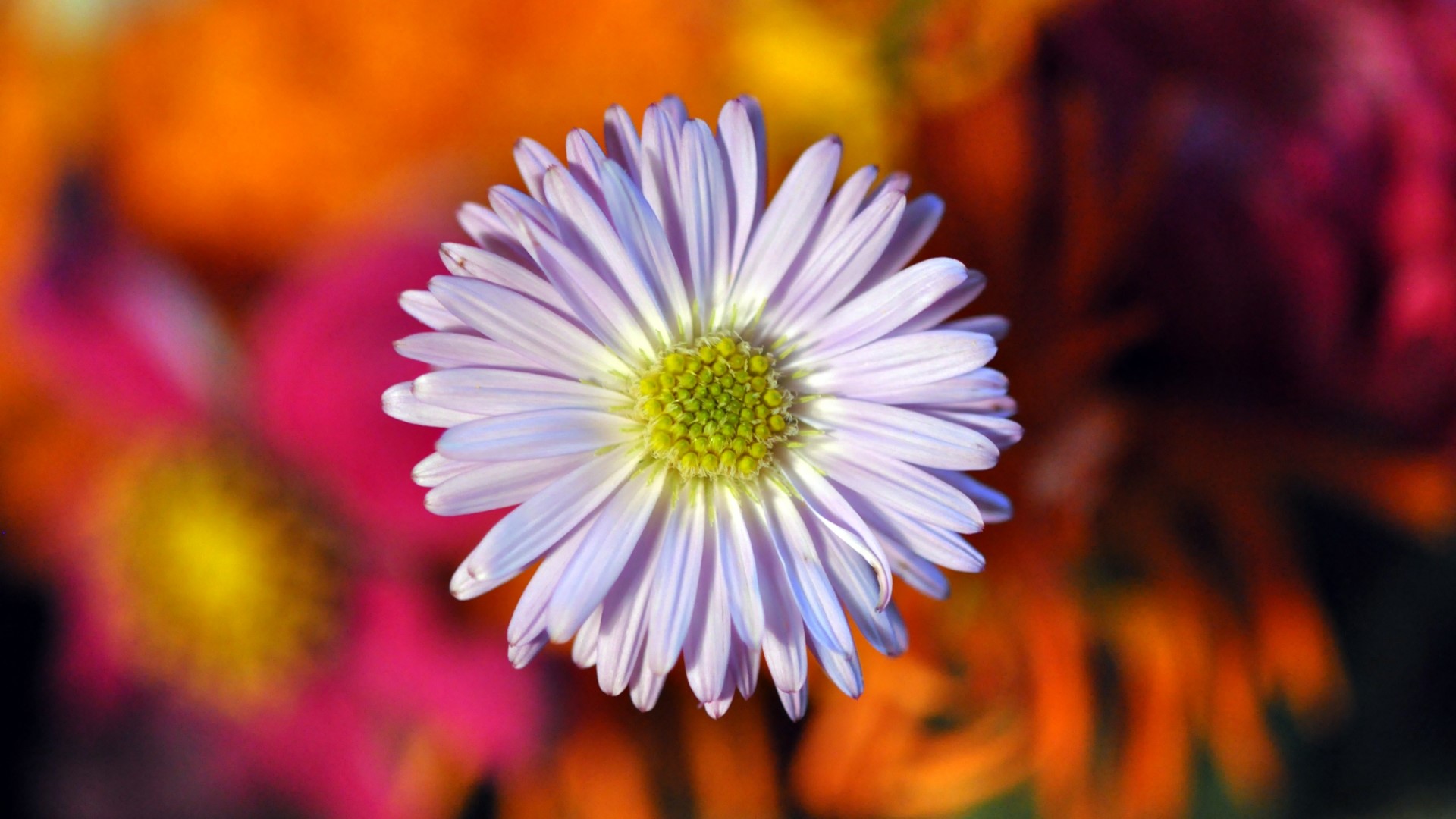 Close-up of a light purple aster flower HD Wallpaper