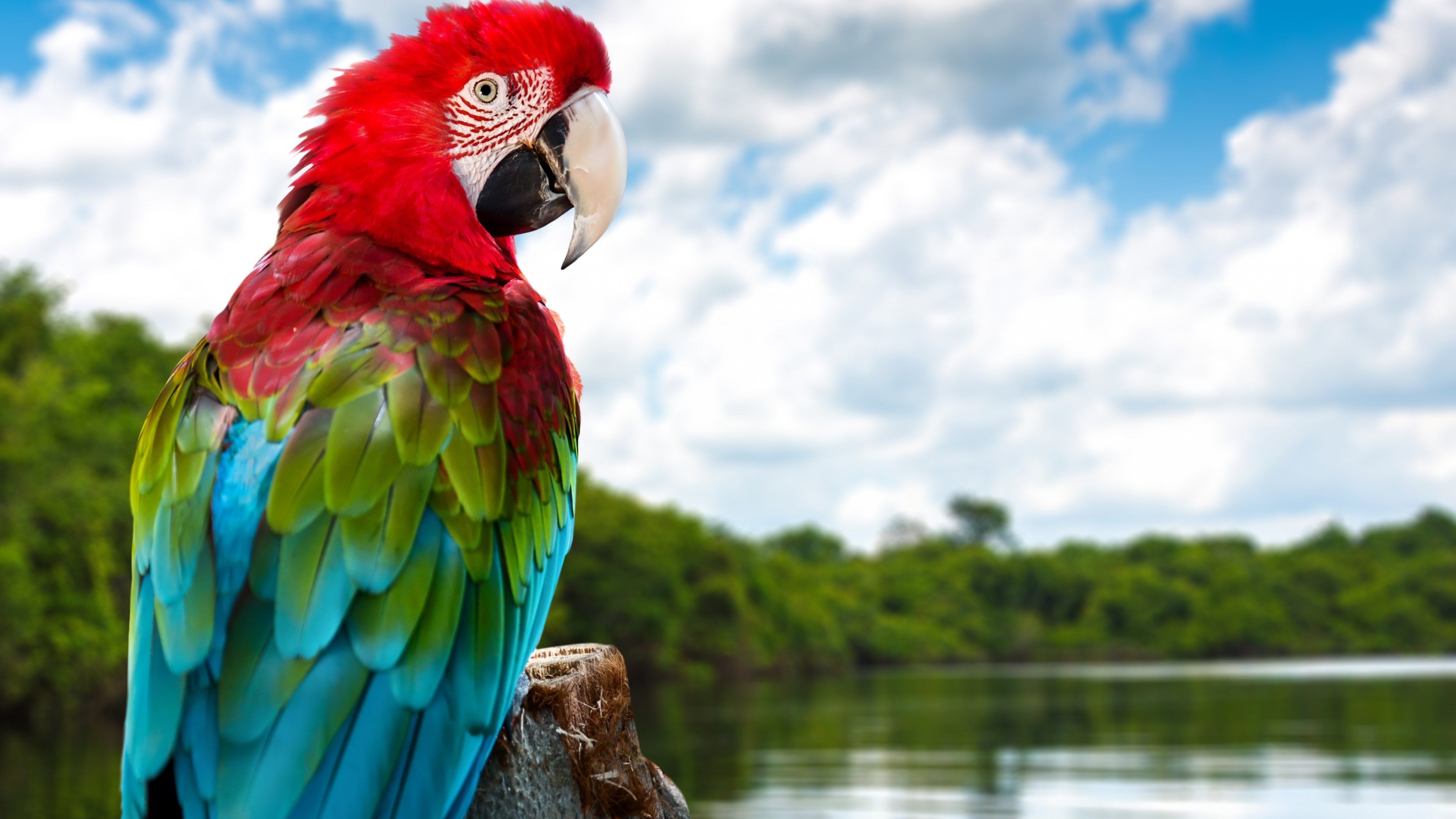 4K Parrot in Nature HD Wallpaper