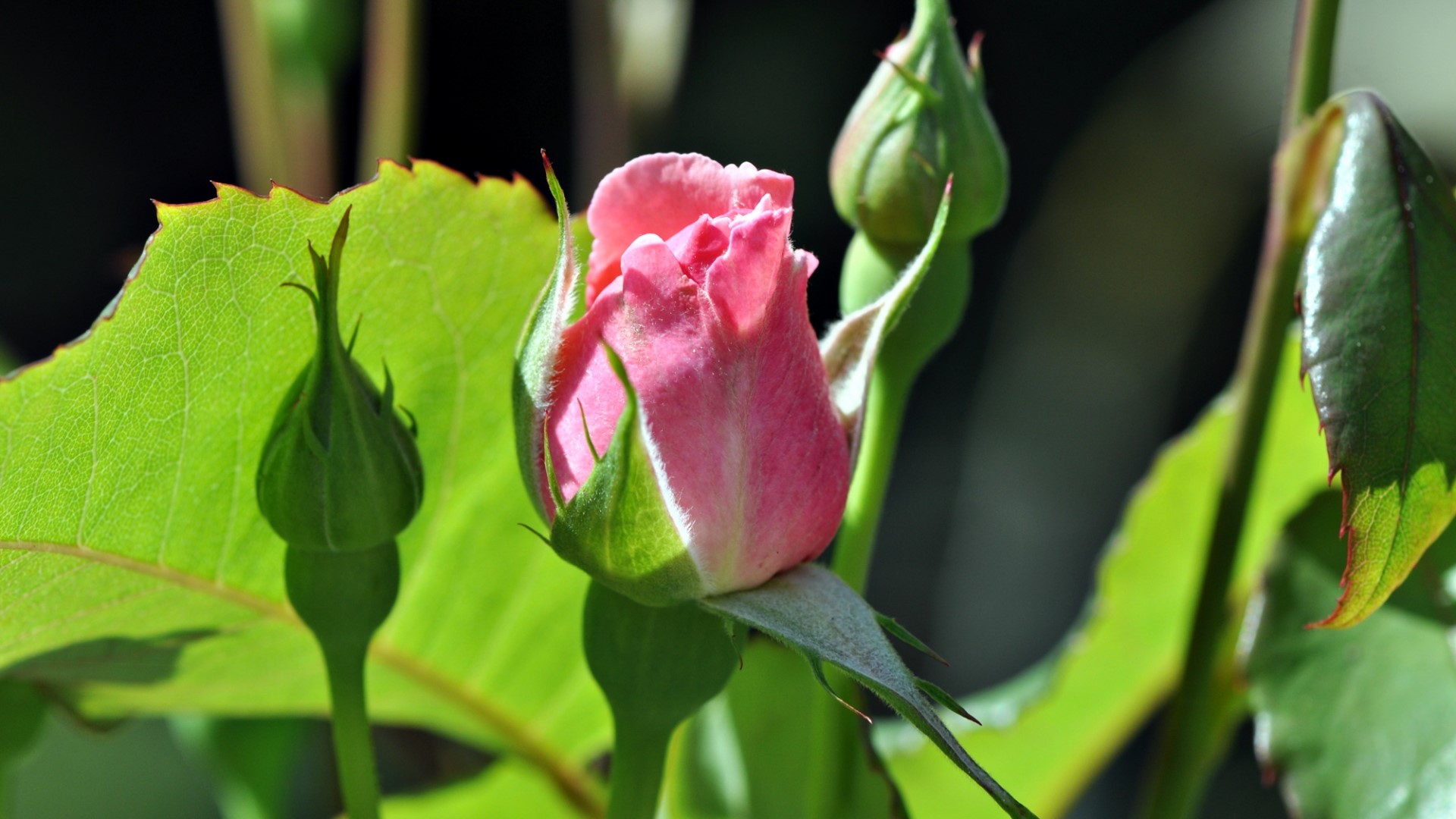 Pink rose bud with green leaves and buds HD Wallpaper