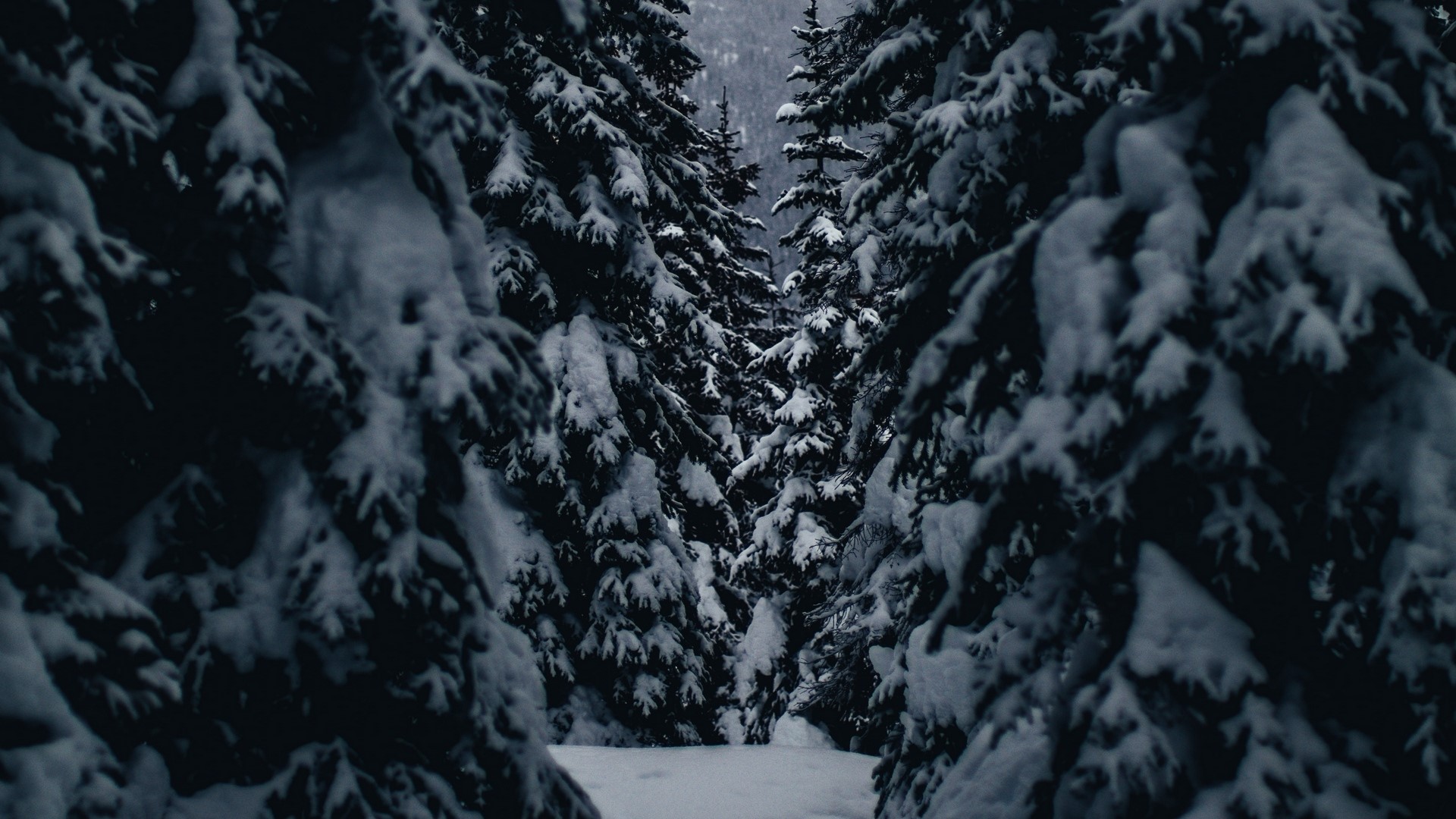 Snow-covered pine trees in a forest HD Wallpaper