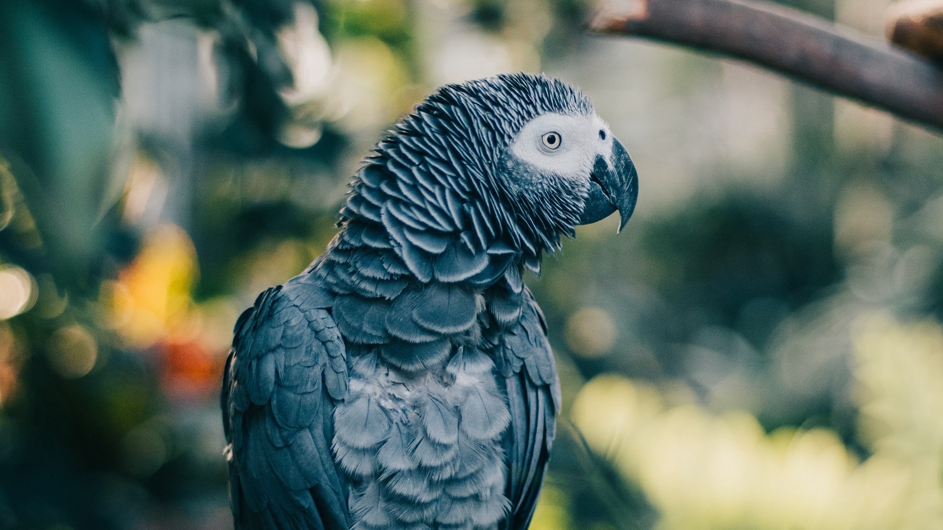 African Grey Parrot on a Branch HD Wallpaper