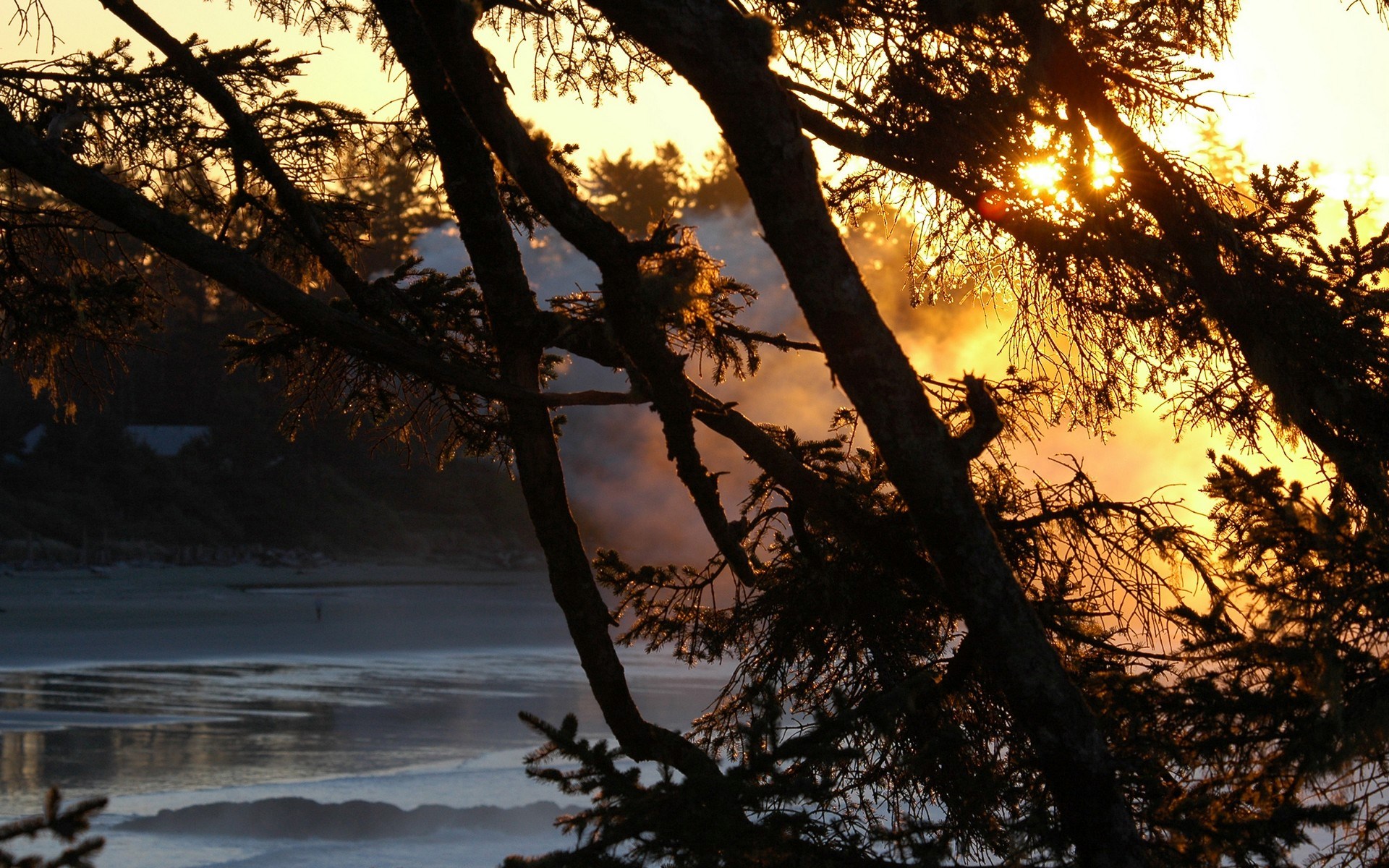 Sunset over a misty beach with trees in the foreground HD Wallpaper