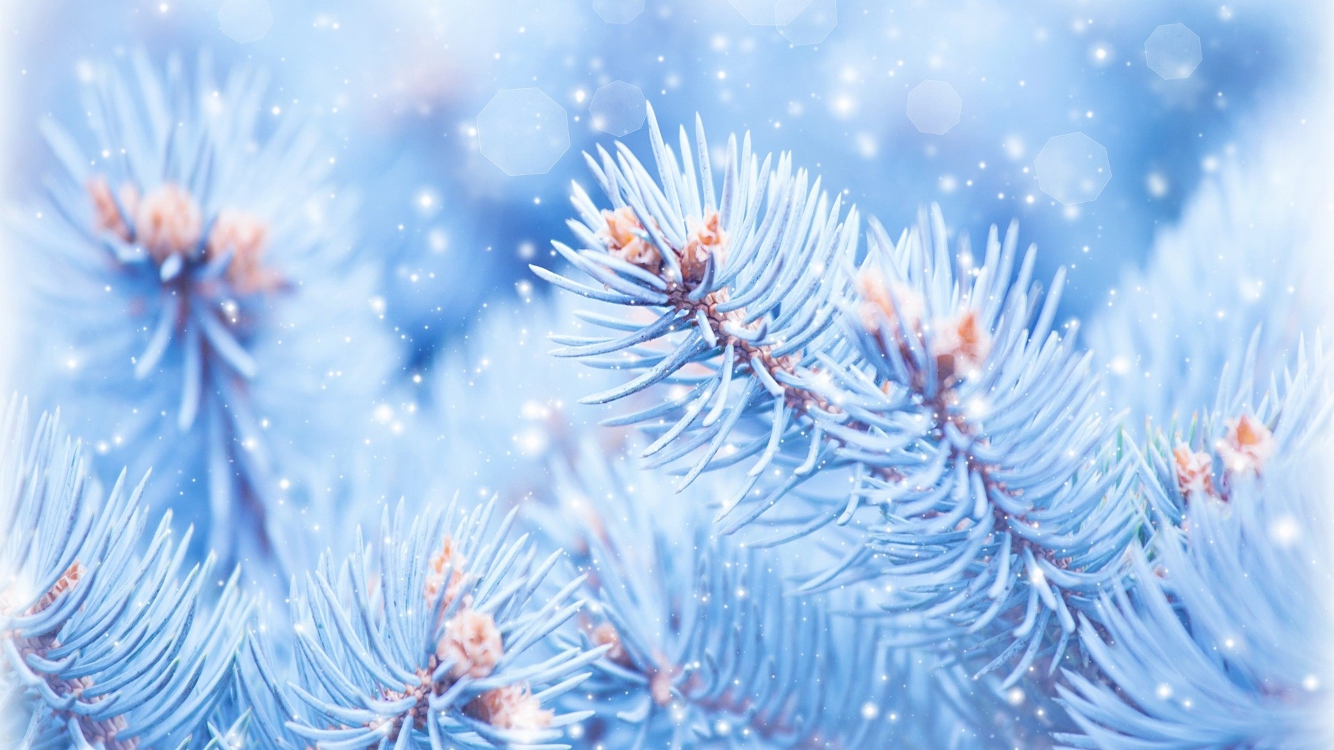 Close-up of blue spruce branches with falling snow HD Wallpaper