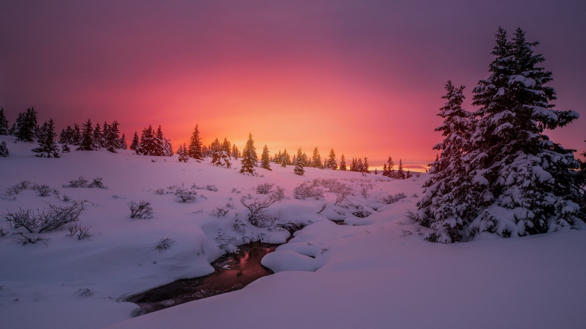 Snowy landscape with trees at sunset HD Wallpaper