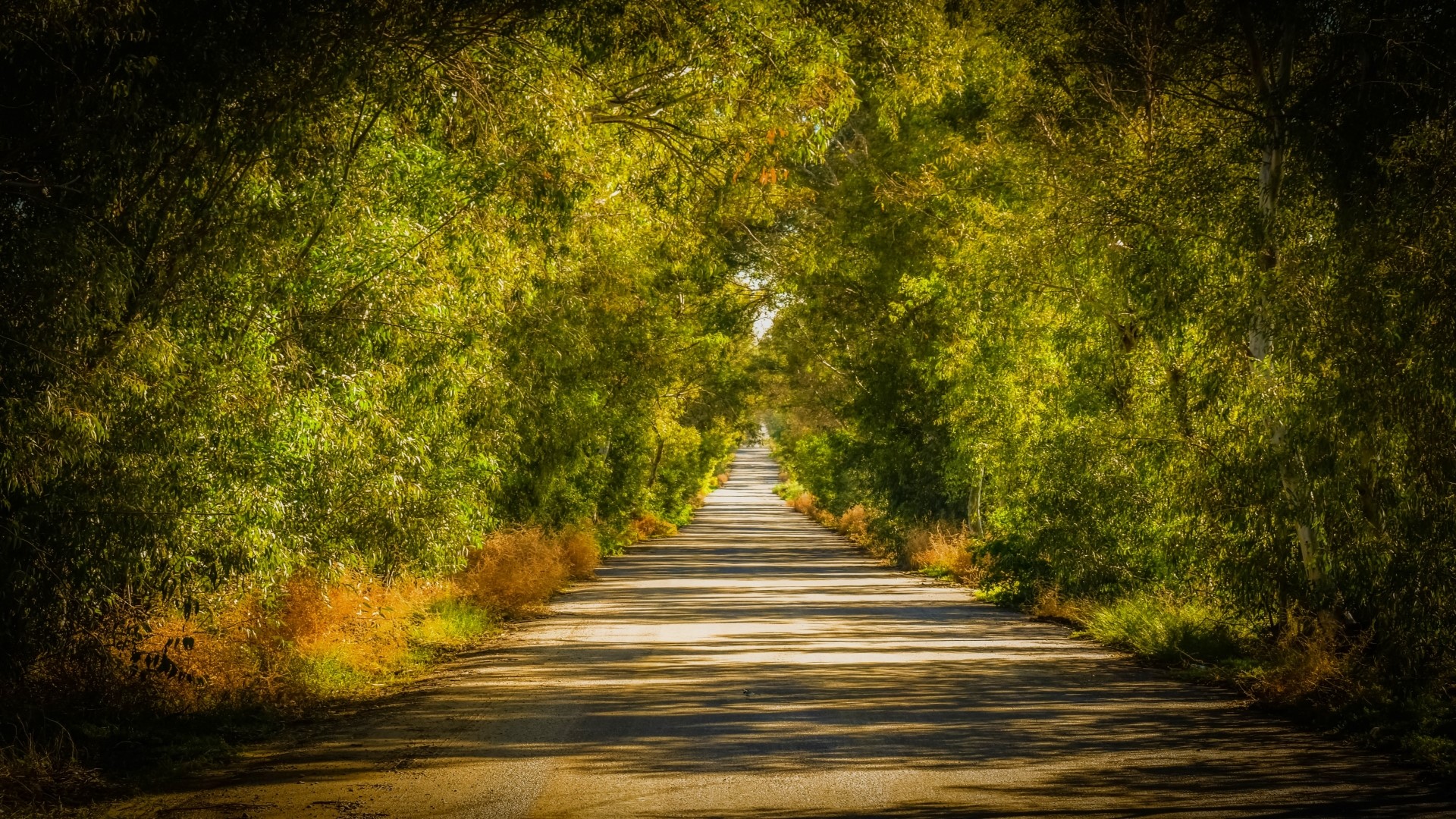 Road lined with trees HD Wallpaper