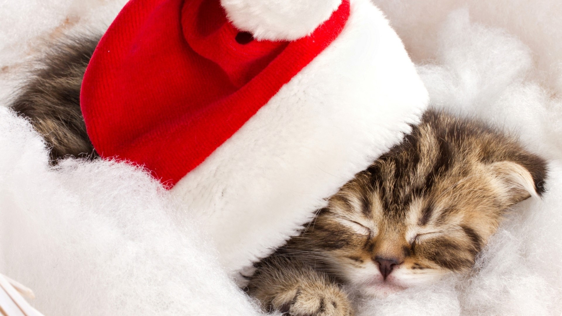 Kitten Sleeping in Santa Hat HD Wallpaper