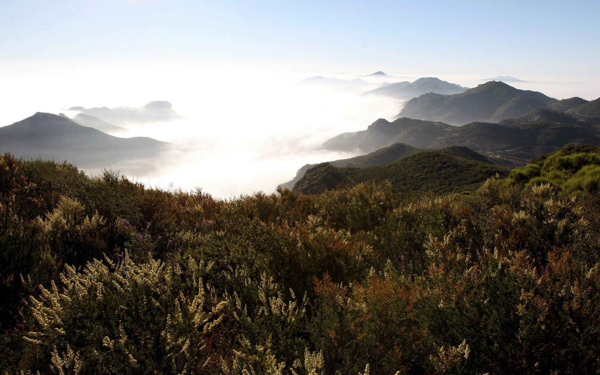 Mountain range covered in fog with foreground vegetation HD Wallpaper