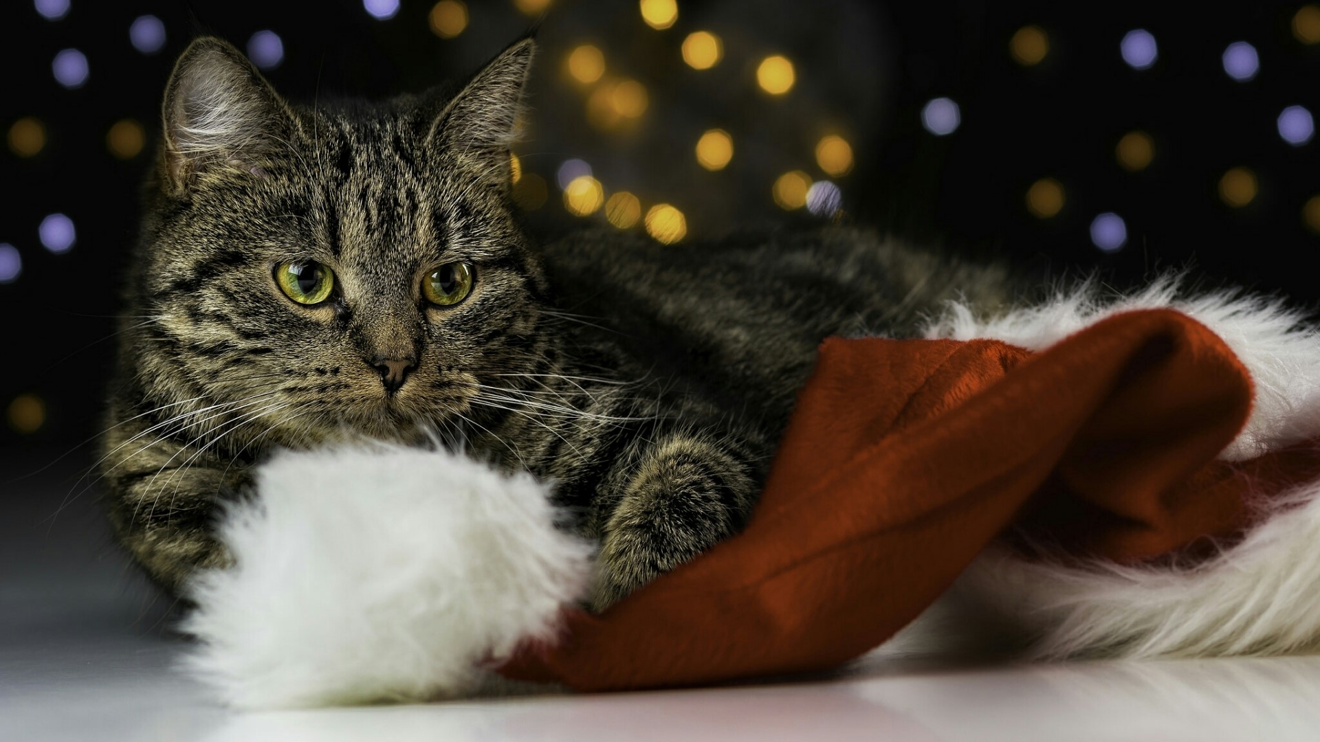 Tabby cat in Santa hat with bokeh lights HD Wallpaper
