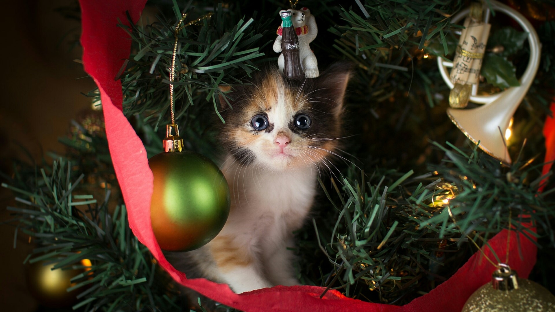 Kitten in Christmas Tree HD Wallpaper