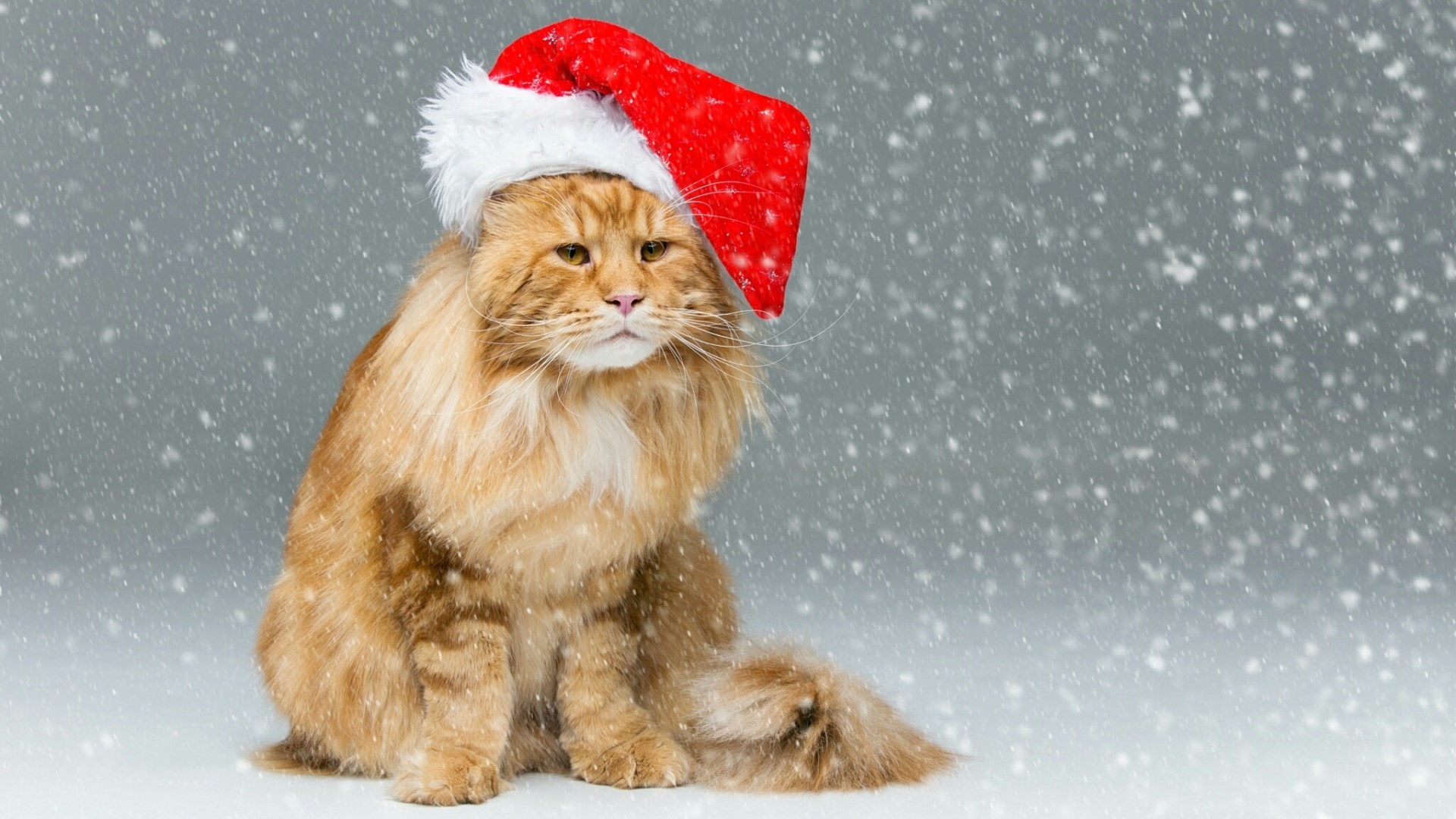 Ginger cat wearing Santa hat in snow HD Wallpaper