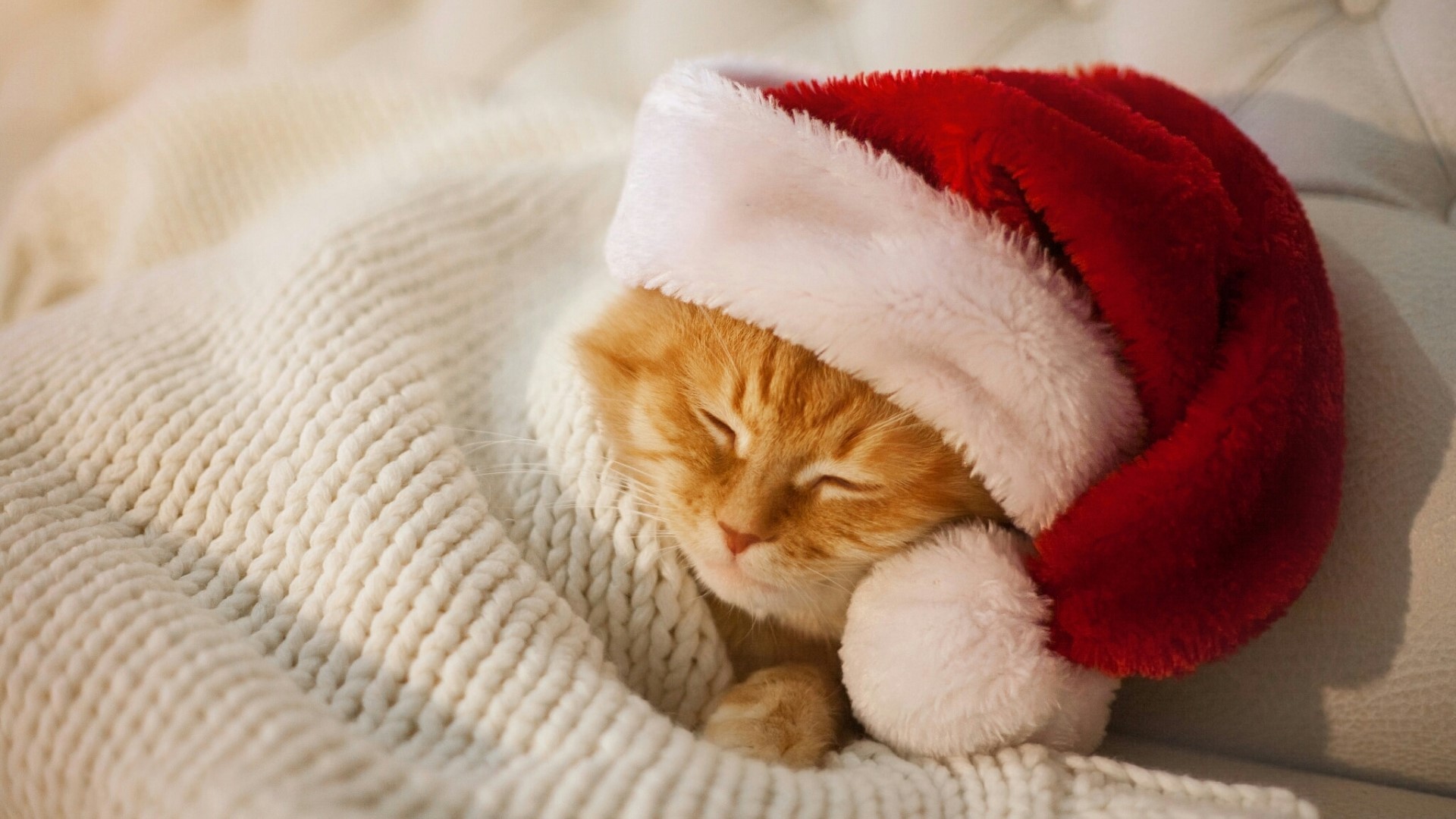 Kitten in Santa Hat Sleeping Under Blanket HD Wallpaper