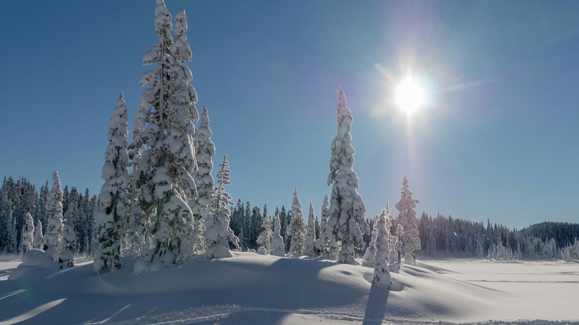 Snow-covered trees under a bright sun HD Wallpaper