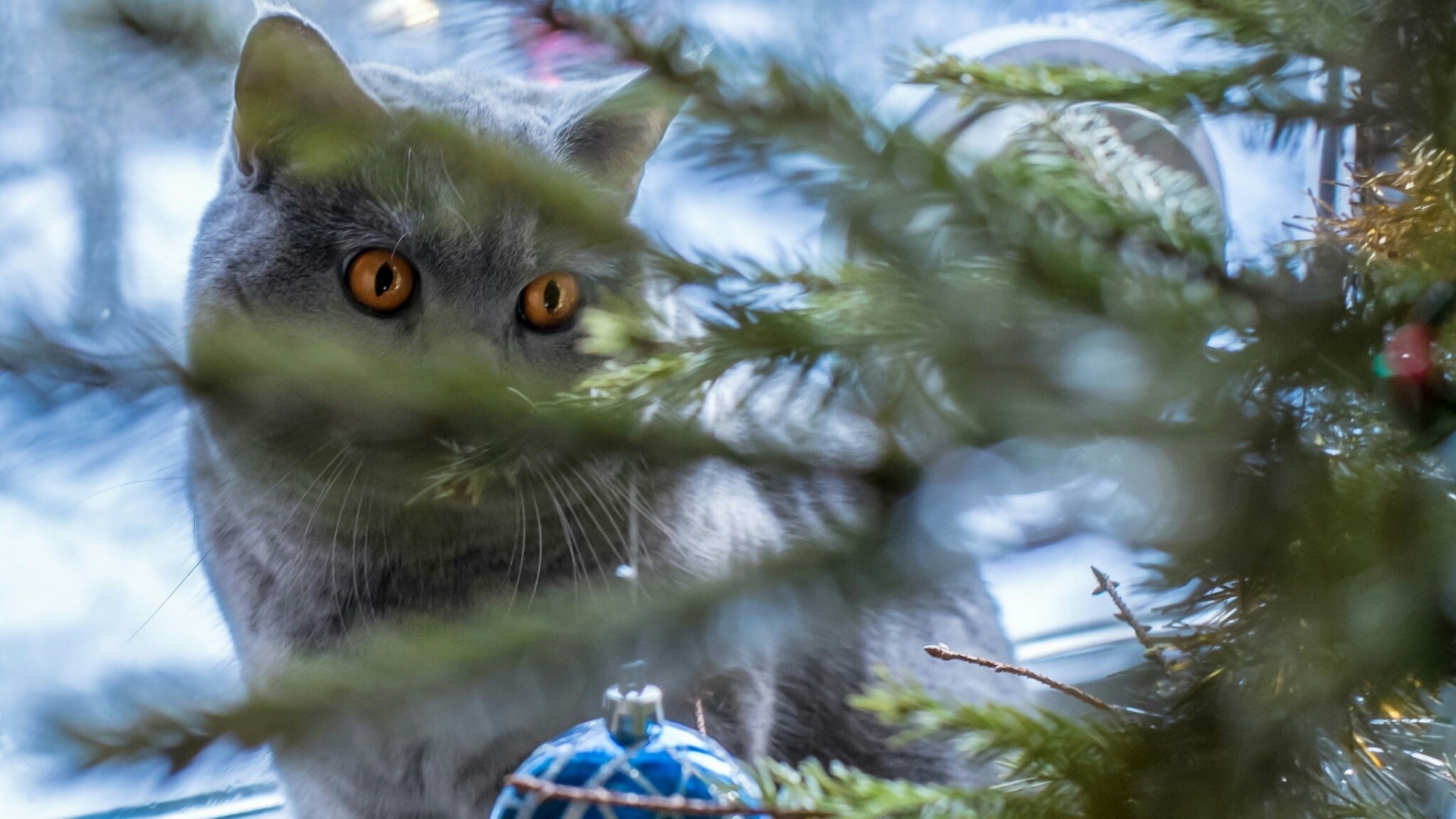 Gray cat peeking through Christmas tree branches HD Wallpaper