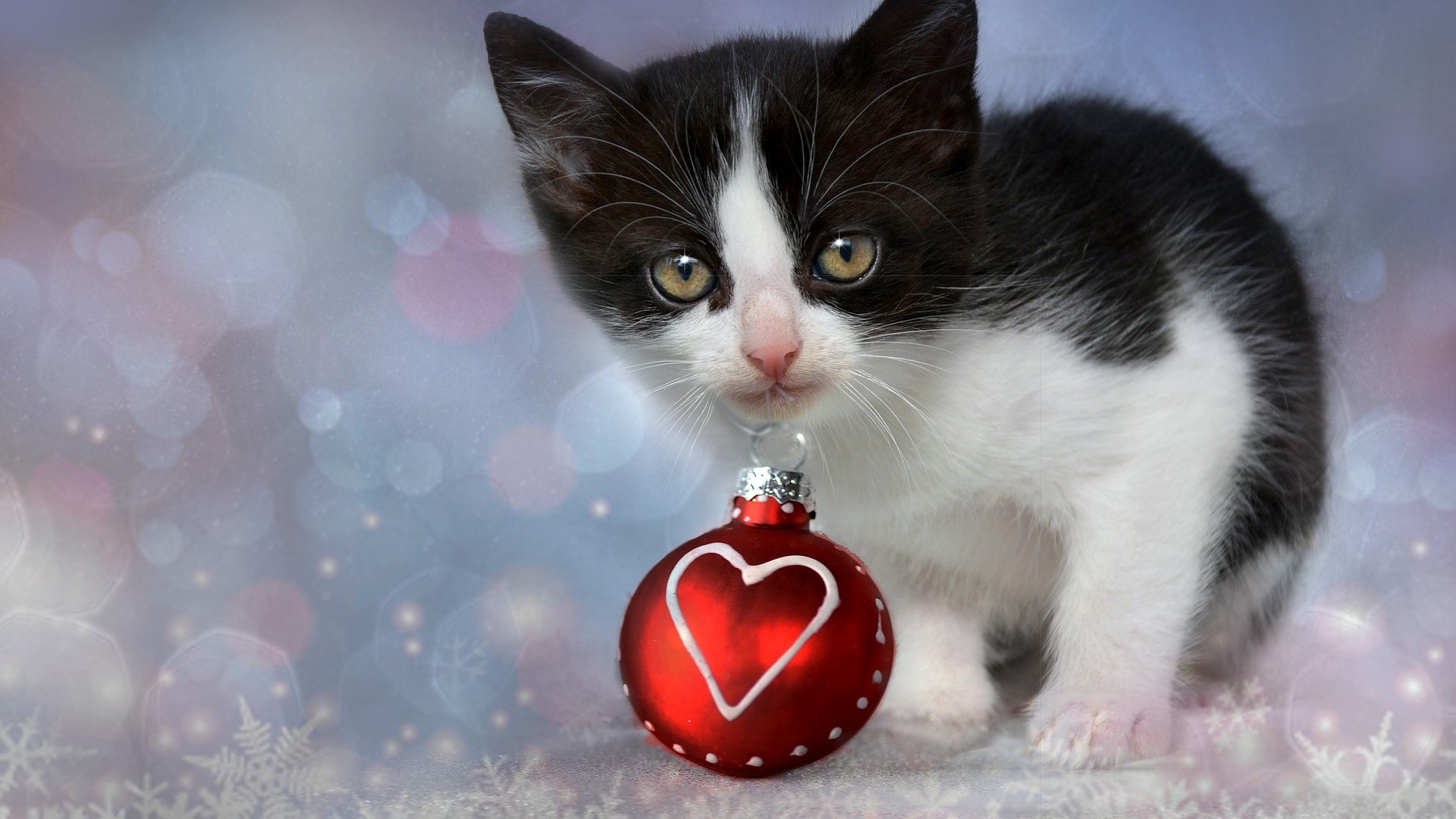 Kitten with Christmas Ornament HD Wallpaper