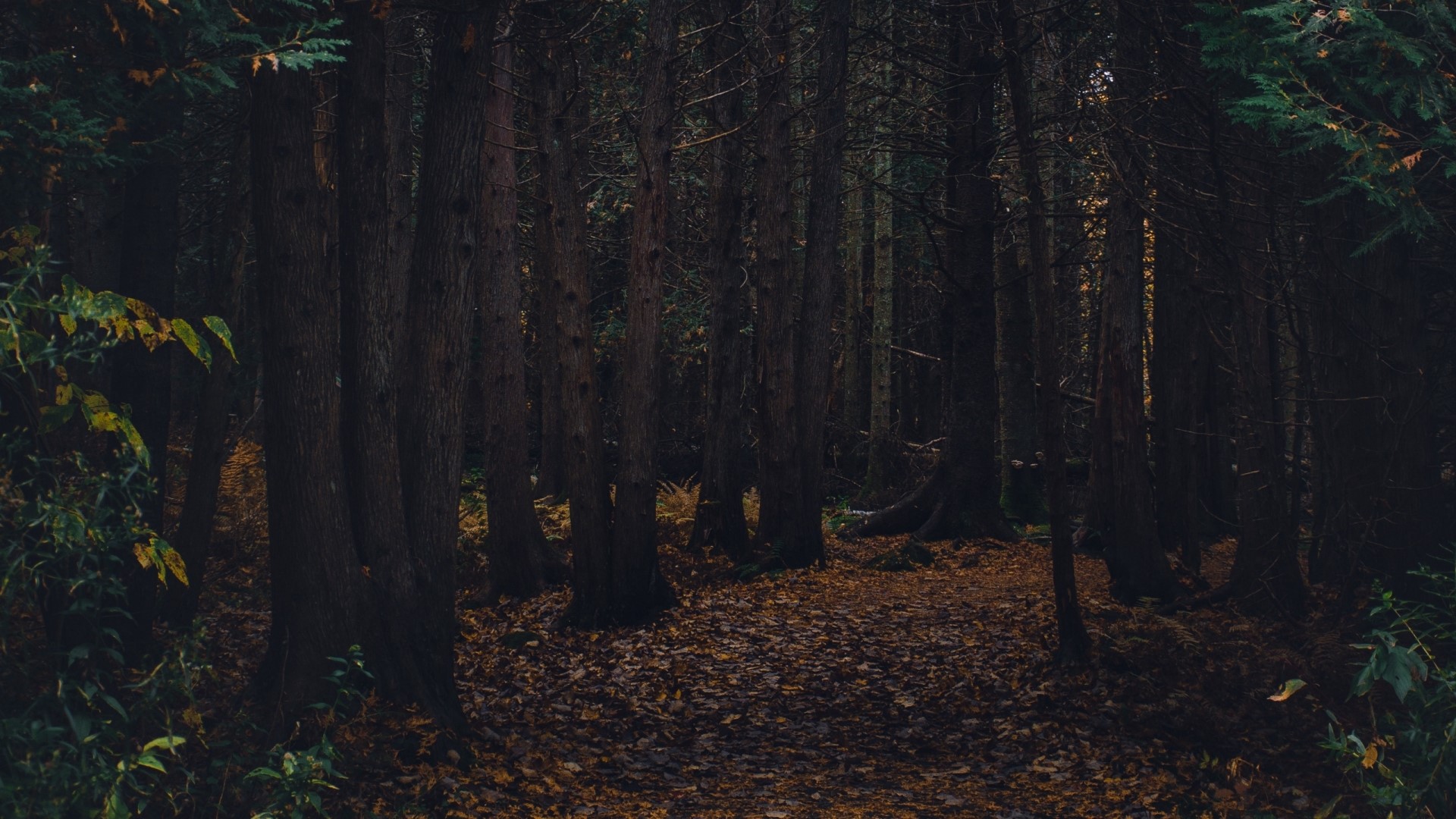 Dark Forest Path with Fallen Leaves HD Wallpaper