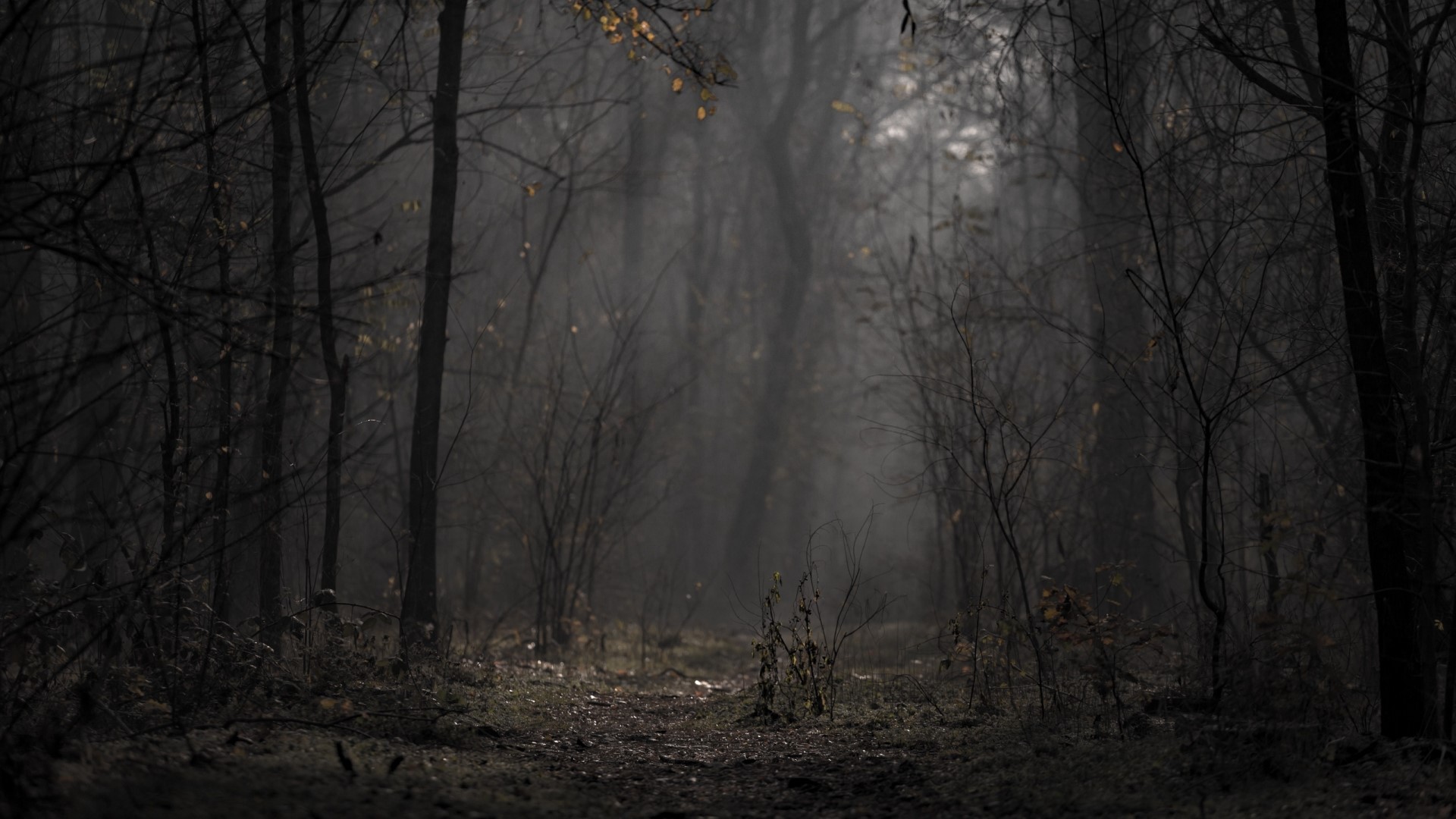 Dark forest path with mist HD Wallpaper
