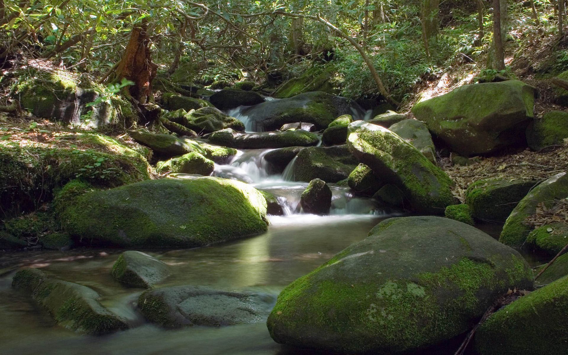 Mossy rocks in a forest stream HD Wallpaper