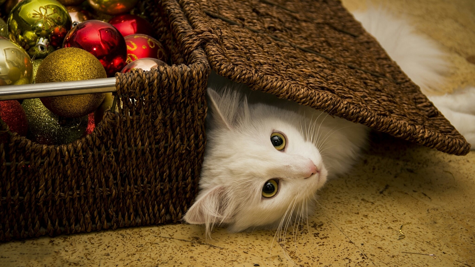 White cat peeking from a basket of Christmas ornaments HD Wallpaper