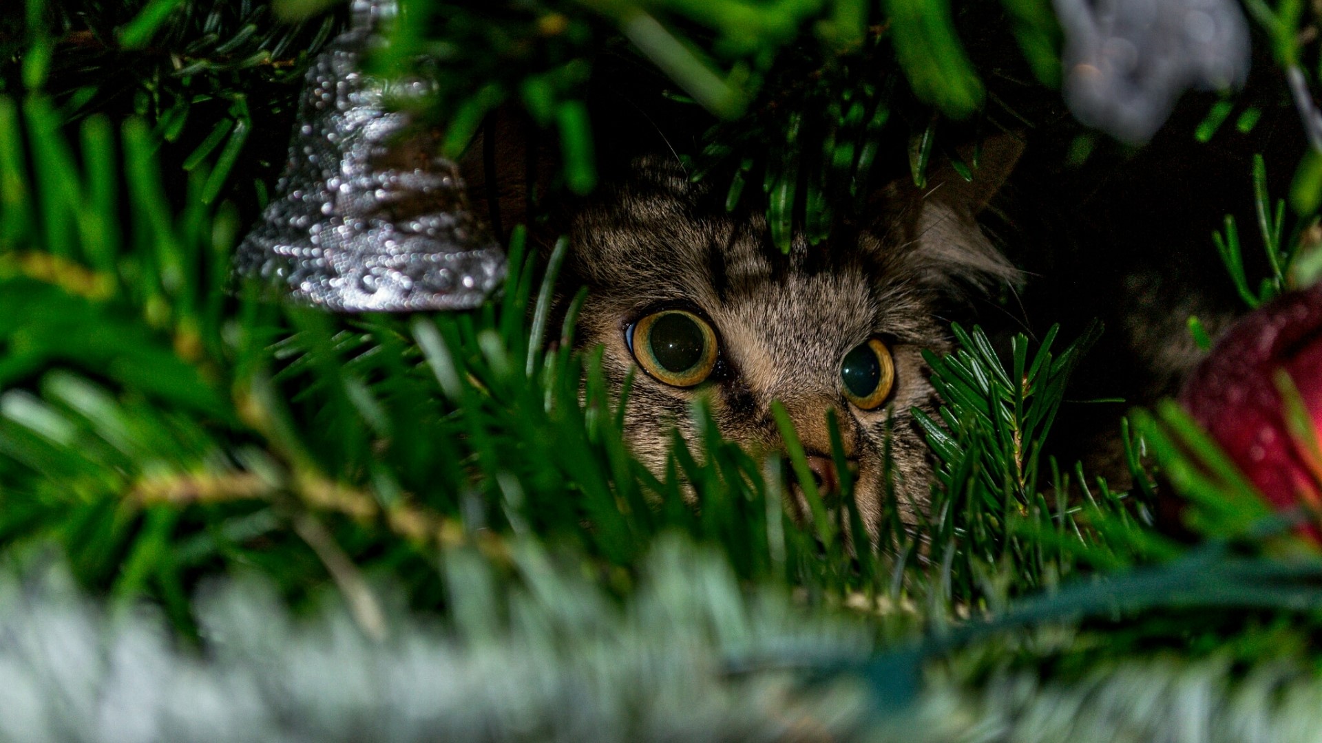 Cat hiding in a Christmas tree HD Wallpaper
