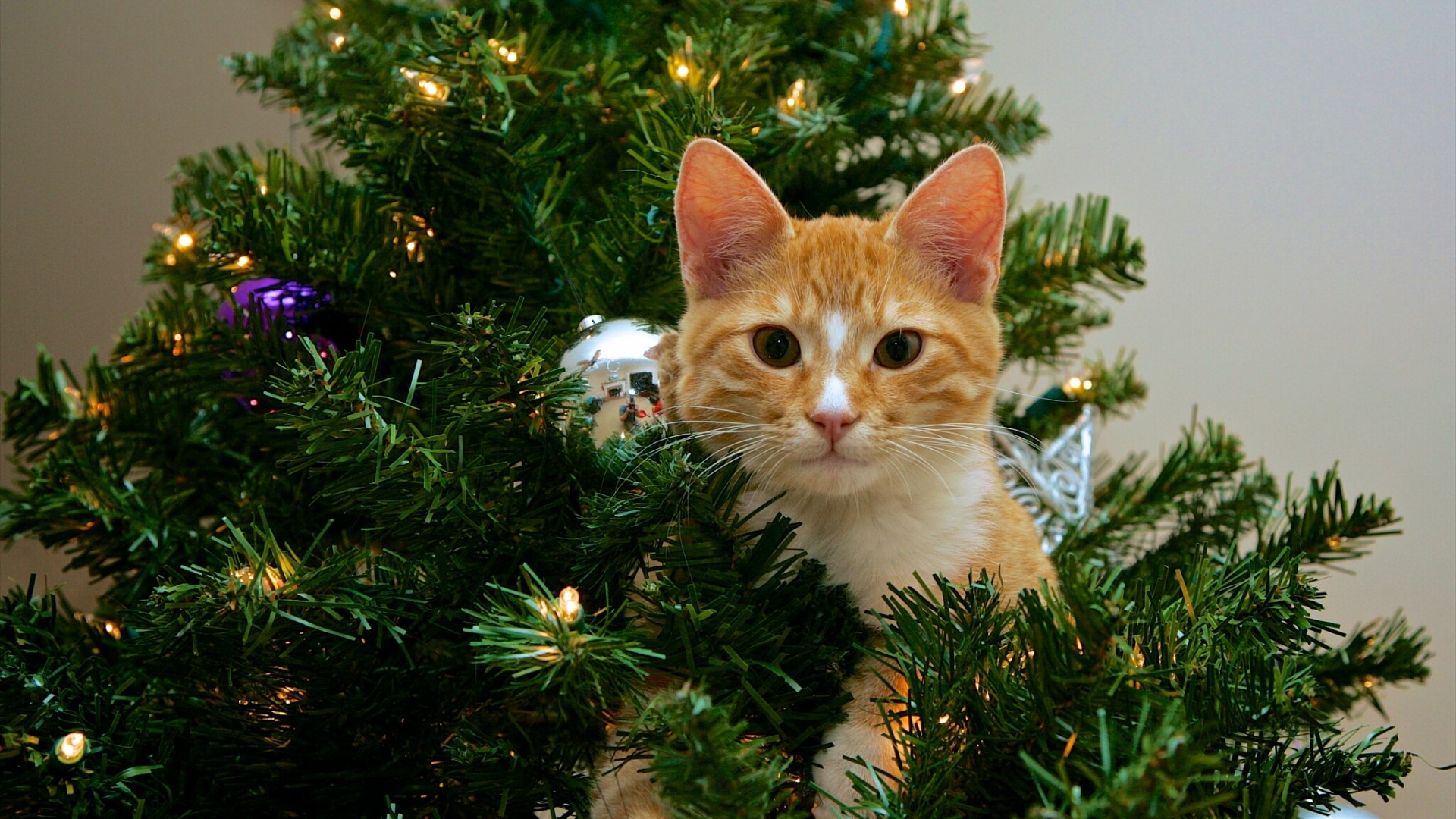 Orange cat in a Christmas tree HD Wallpaper