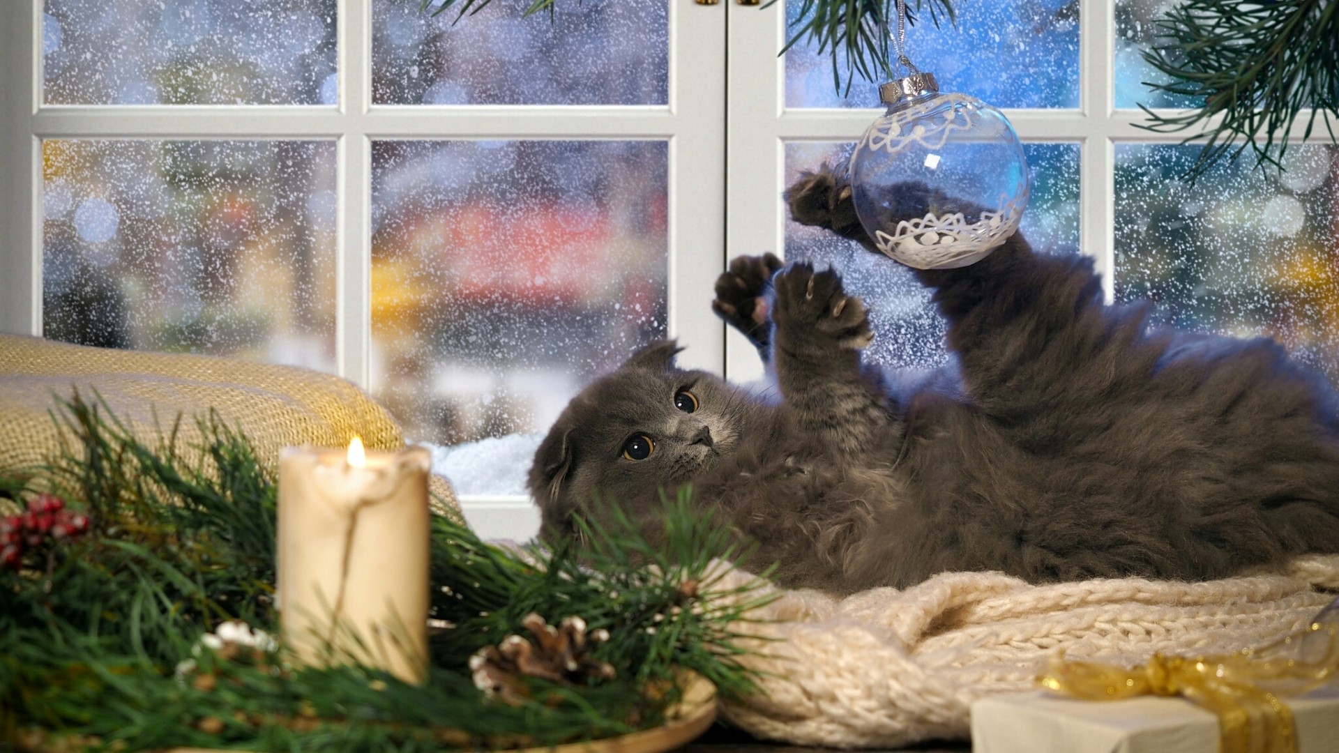 Gray kitten playing with Christmas ornament by window HD Wallpaper