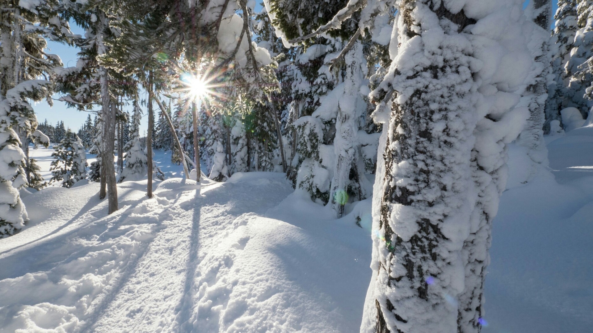 Snowy forest path with sunbeams HD Wallpaper
