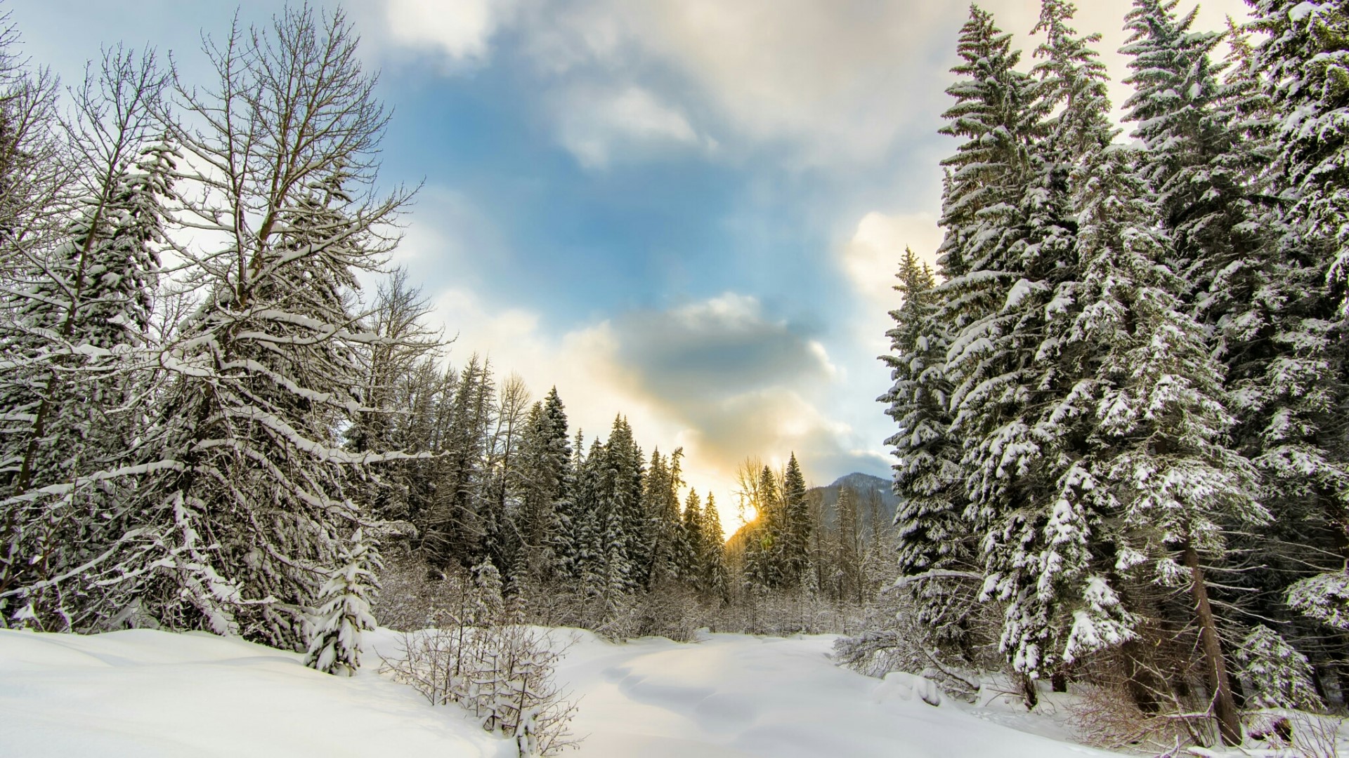 Snowy forest landscape with sunlit clouds HD Wallpaper