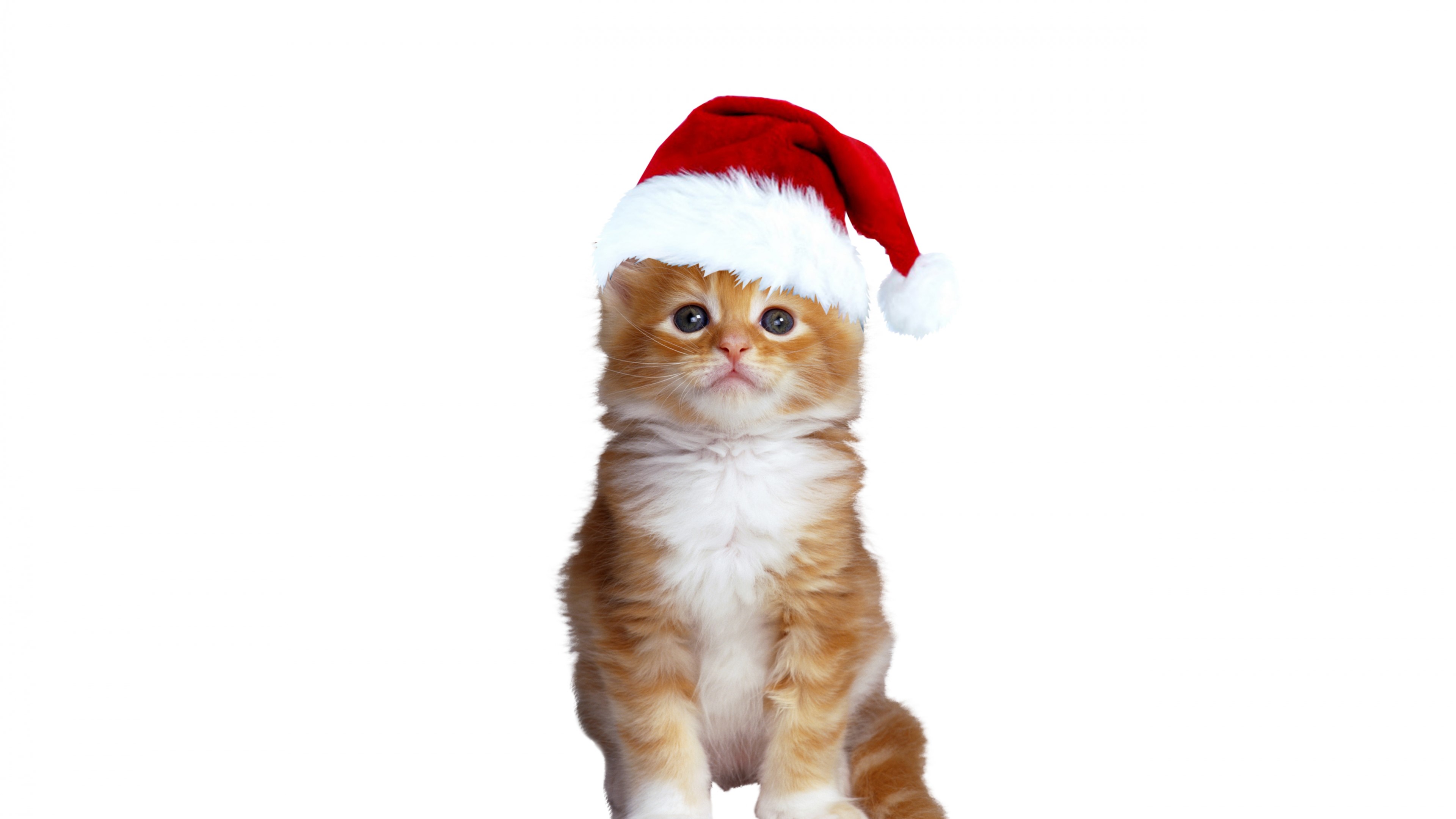 Kitten Wearing a Santa Hat HD Wallpaper