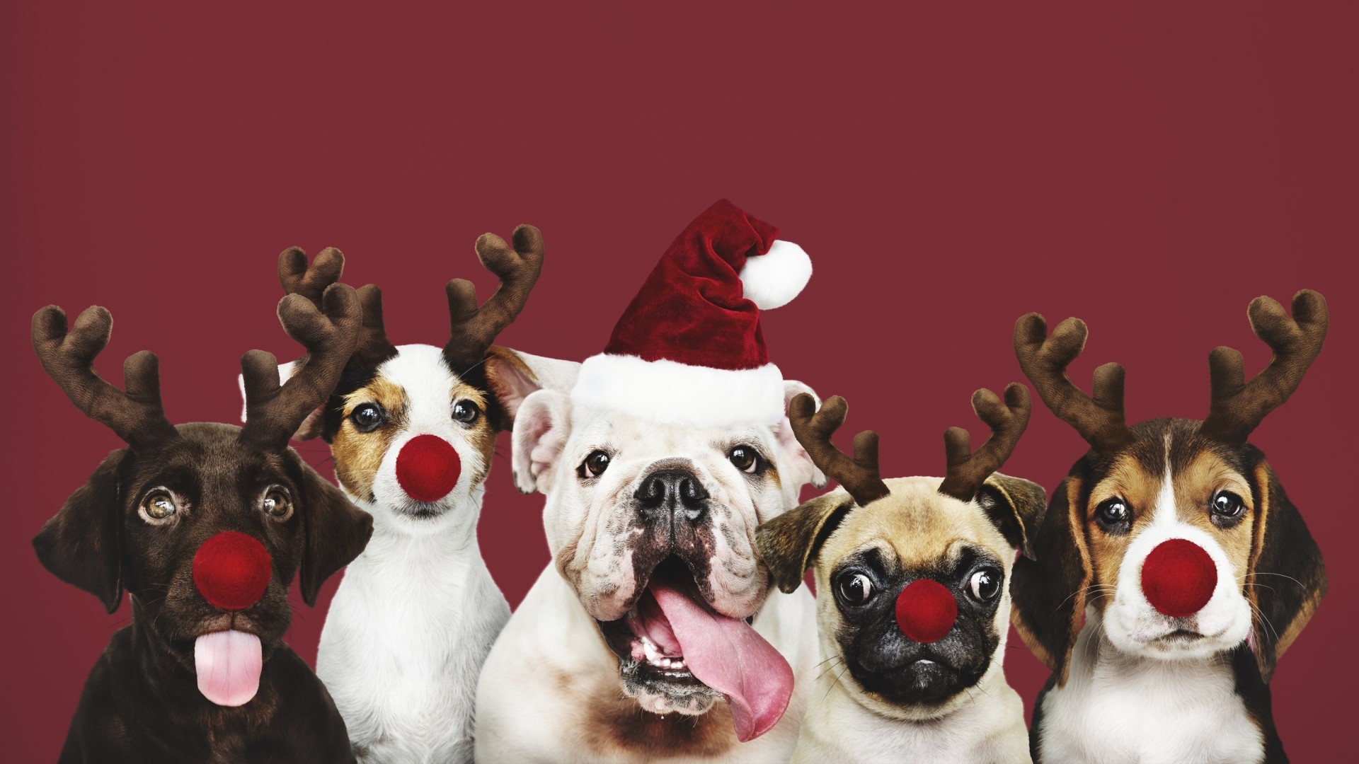 Five dogs dressed as reindeer and Santa for Christmas HD Wallpaper