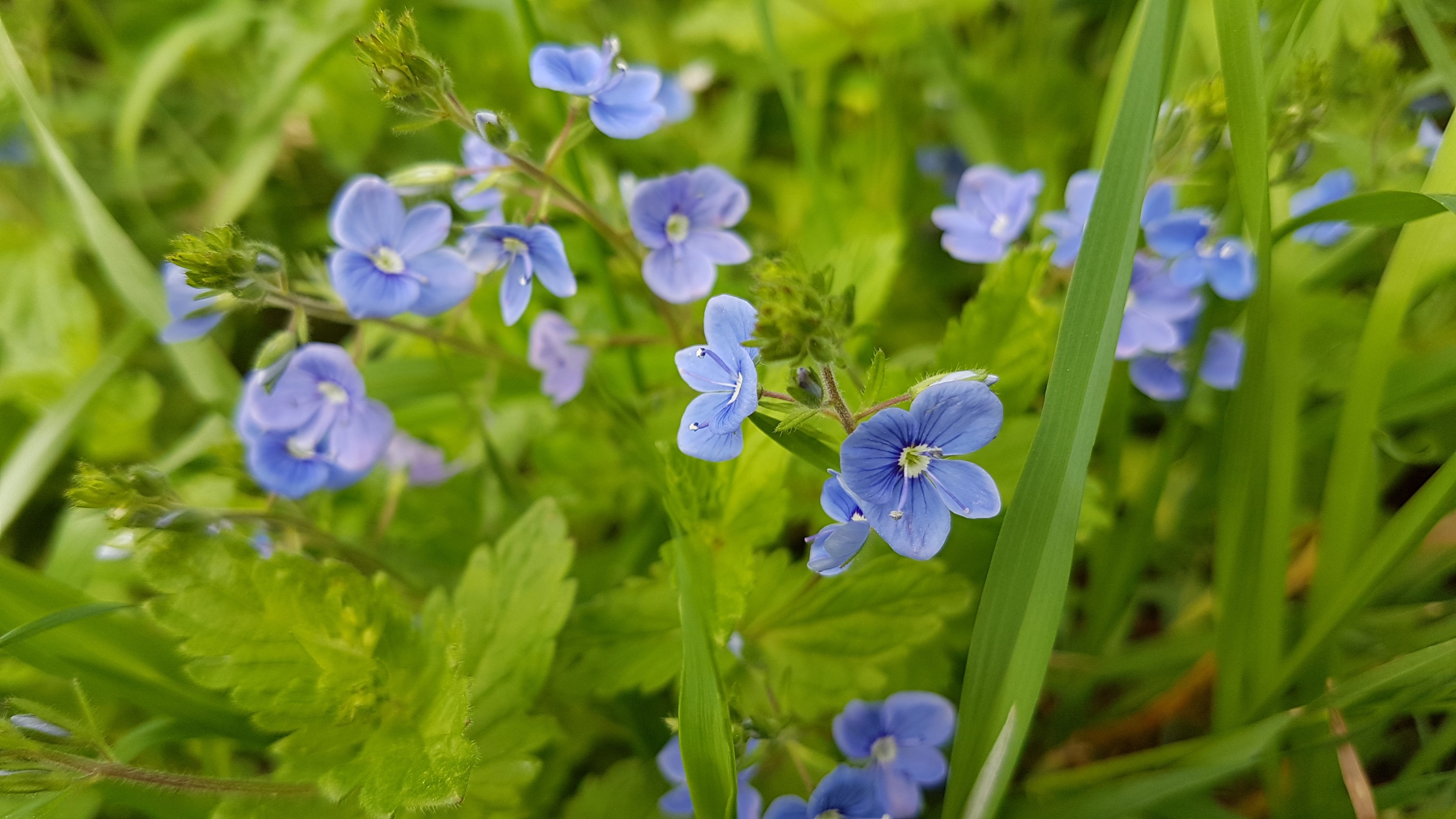 4K Blue Flowers in Green Grass HD Wallpaper