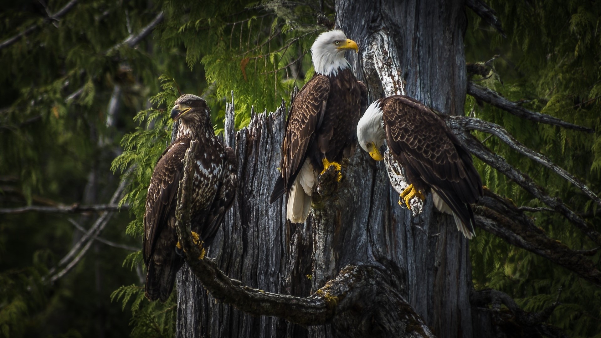 Three bald eagles perched on a tree HD Wallpaper