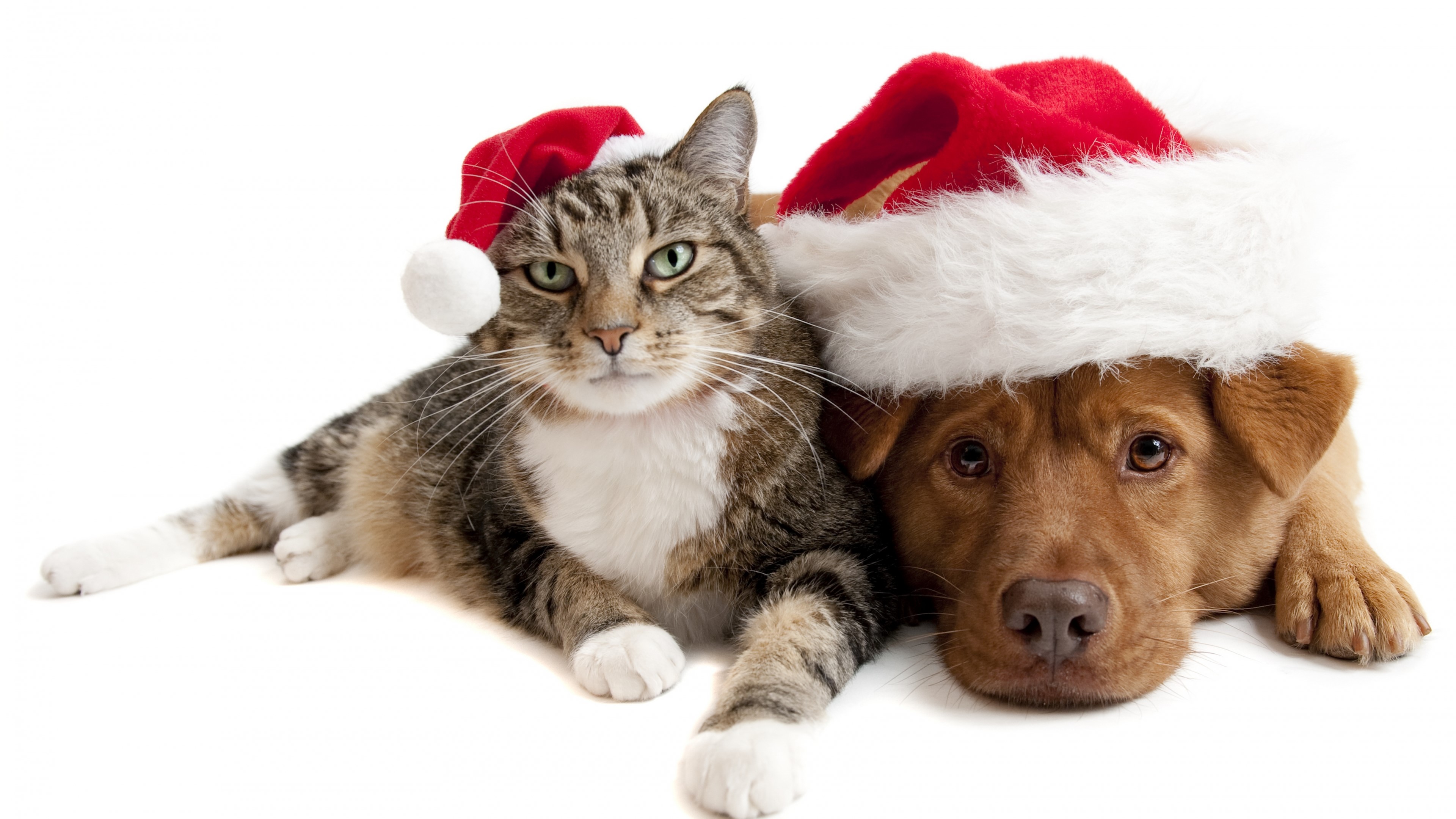 4K New Year Cat and Dog HD Wallpaper