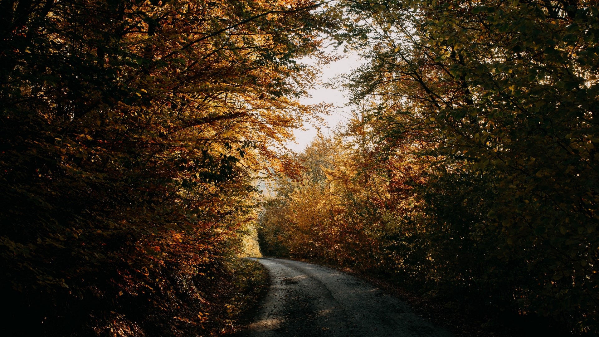 Road through an autumn forest HD Wallpaper
