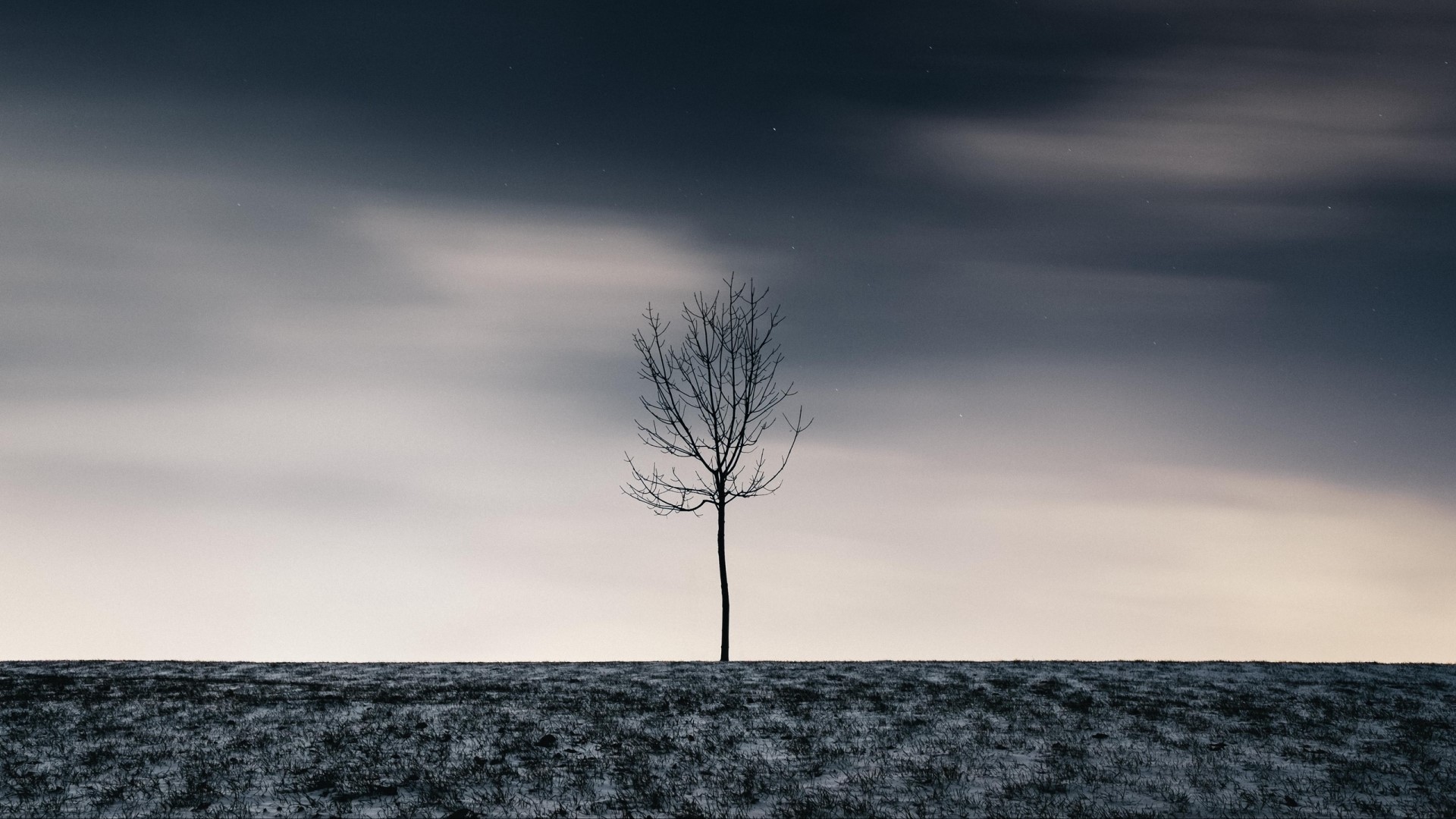 Bare tree in a snowy field under a cloudy night sky HD Wallpaper