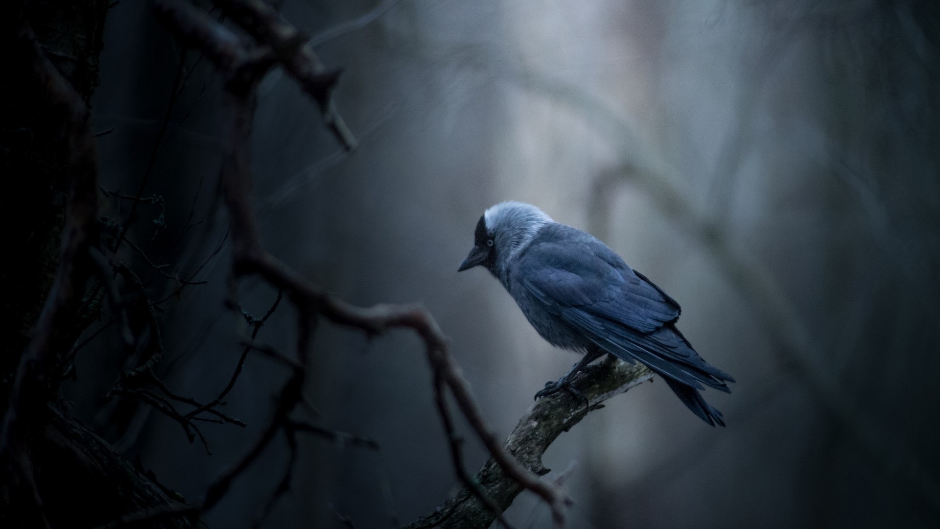 A bird perched on a branch in a dark forest HD Wallpaper
