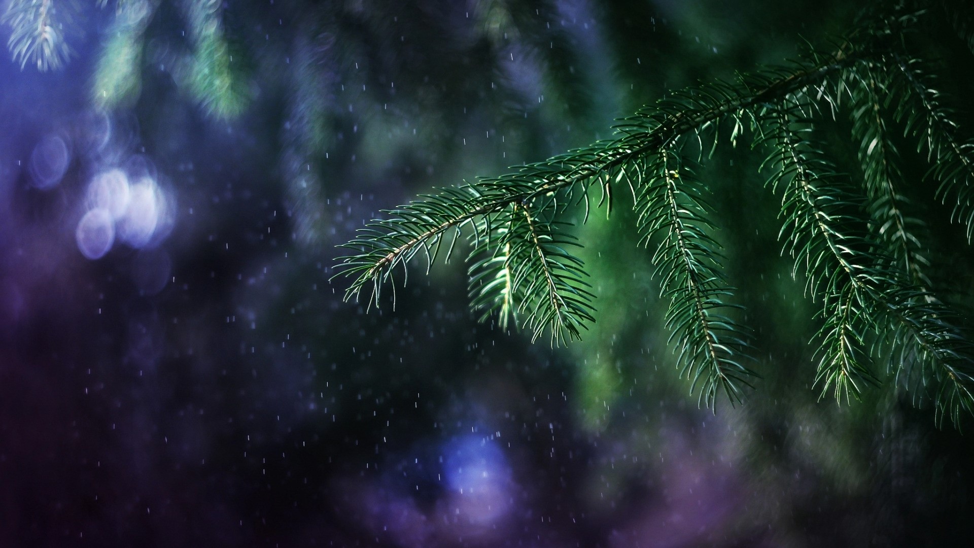 Close-up of pine branches with rain and bokeh lights HD Wallpaper