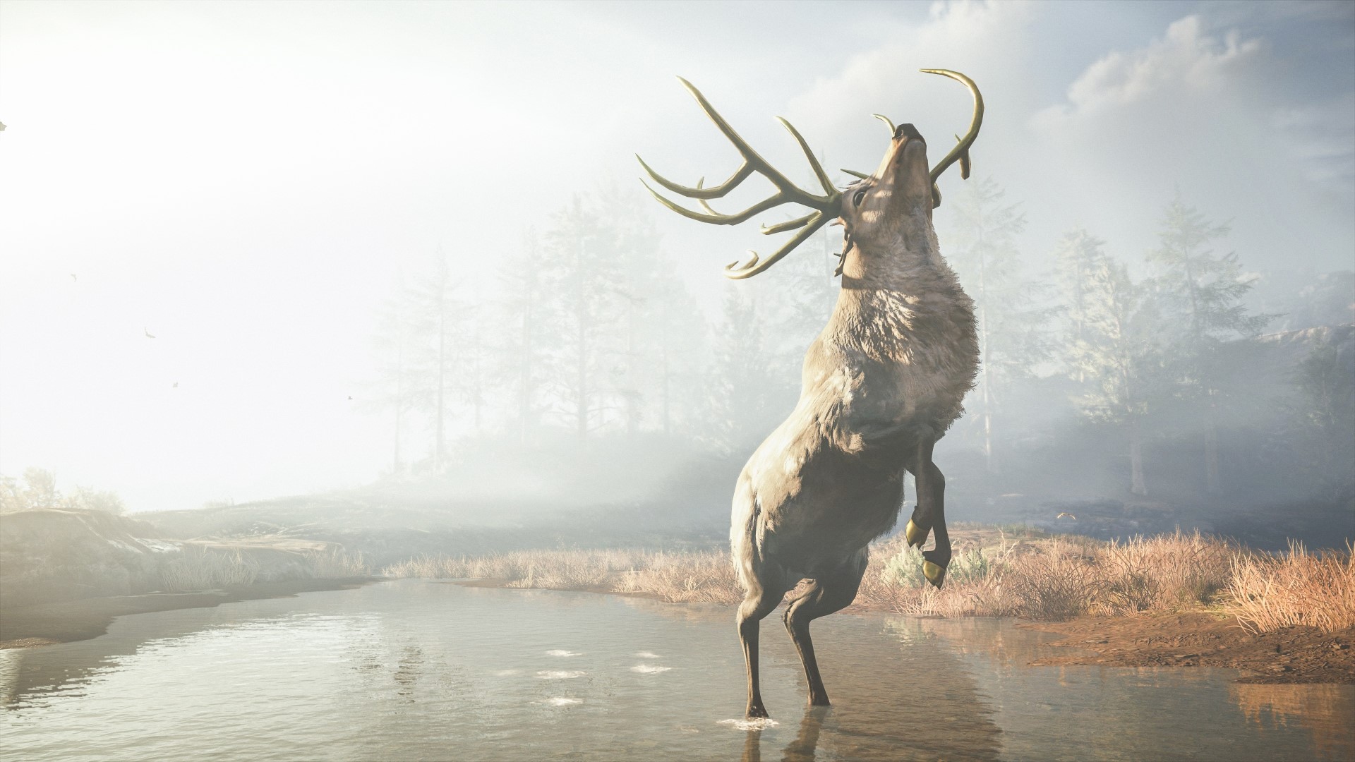 A stag rears up in a misty forest by a river HD Wallpaper