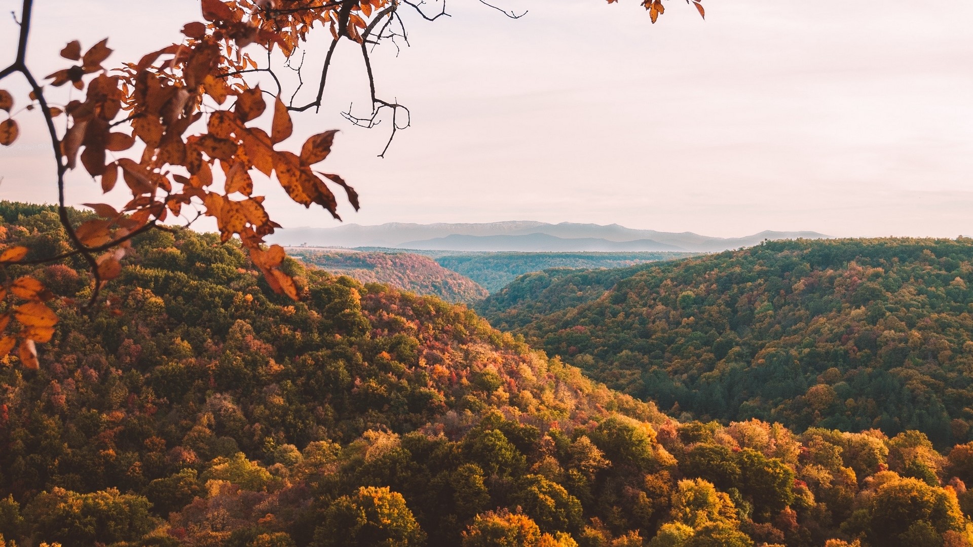 Autumn forest valley with fall foliage HD Wallpaper