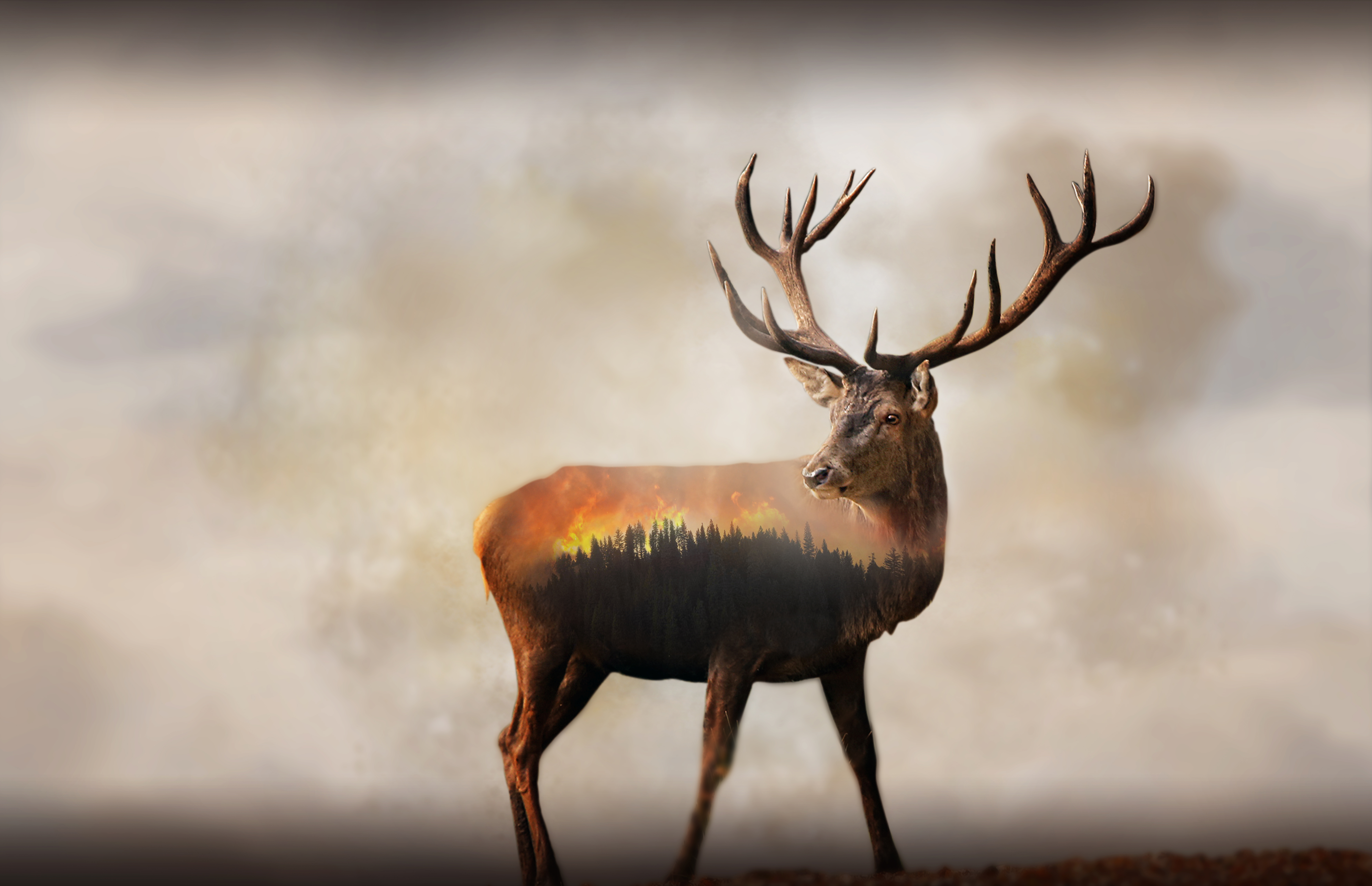 8K, Forest, 4K, Fire, Deer, Double exposure HD Wallpaper