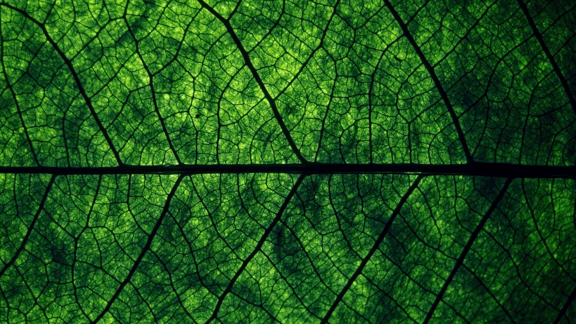 Close-up of a green leaf's intricate vein structure HD Wallpaper