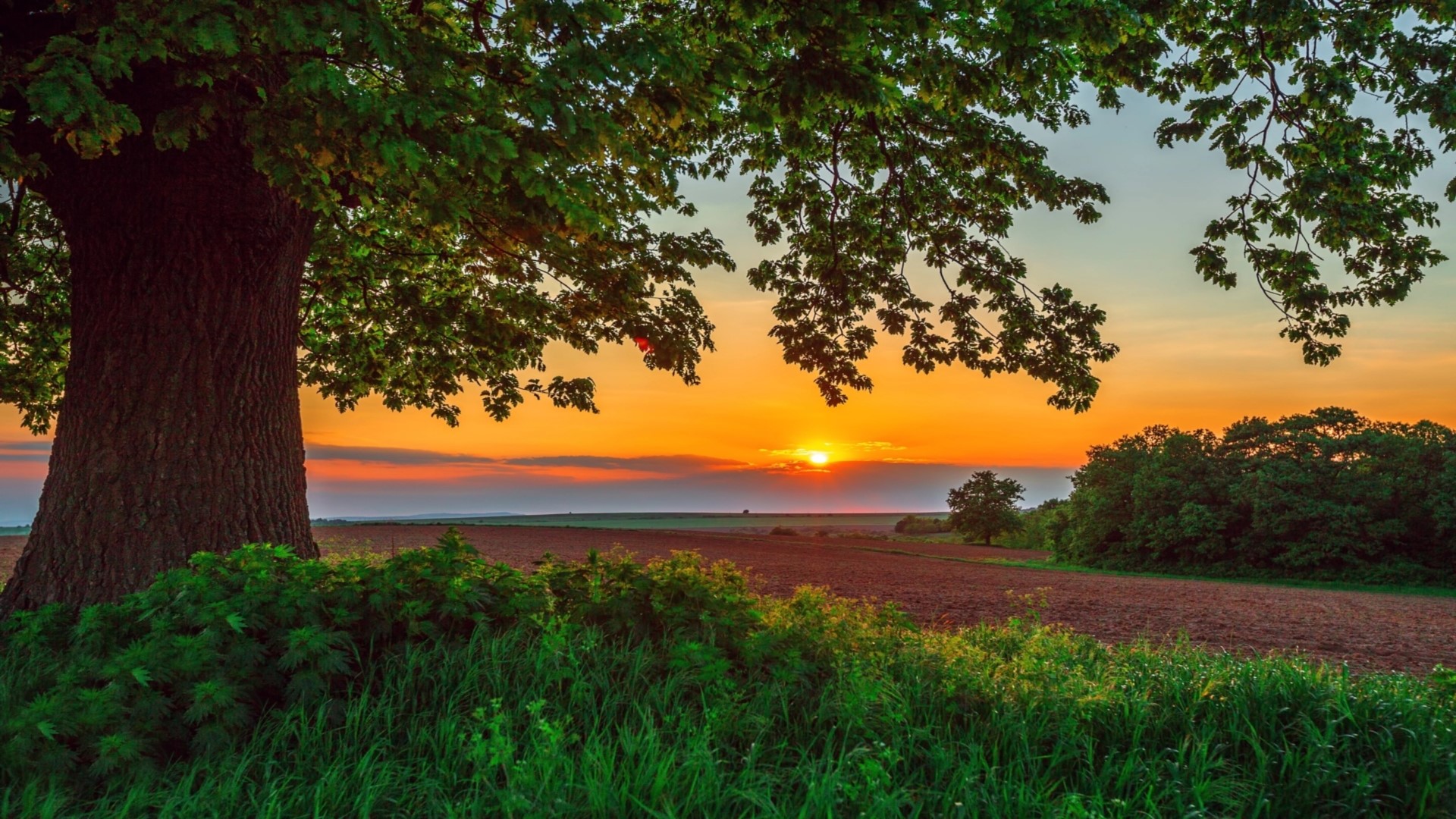 Sunset over a field with a large tree HD Wallpaper