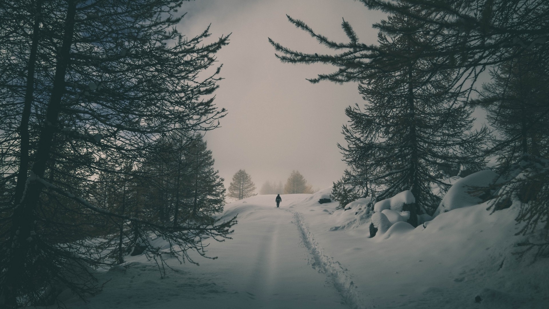 Person walking on a snowy path in a forest HD Wallpaper