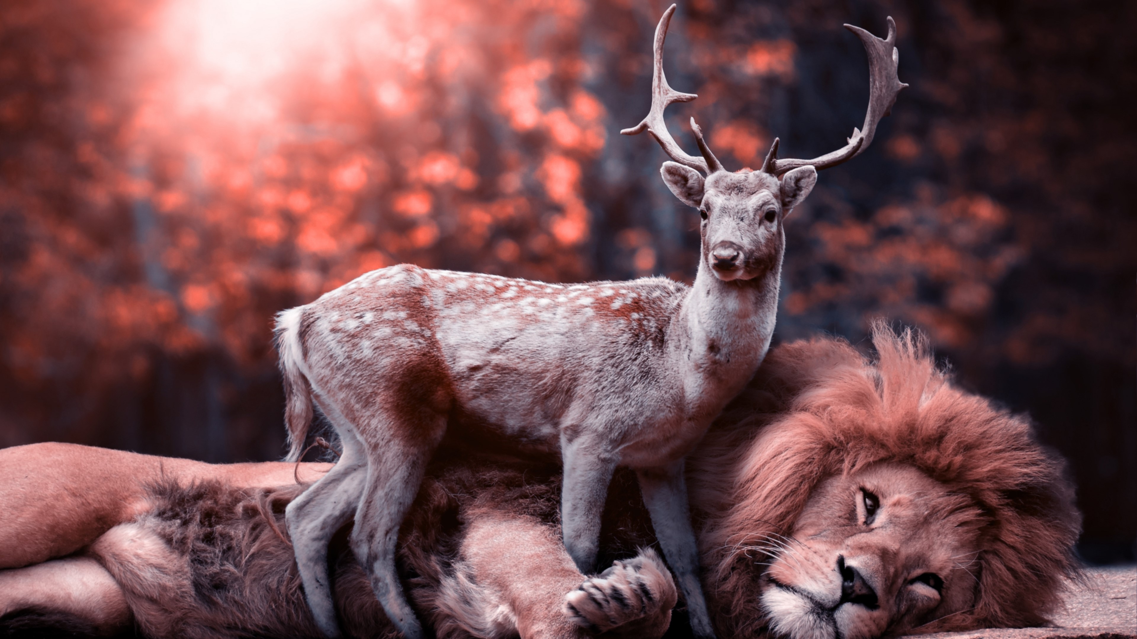 4K Lion and Deer in Forest HD Wallpaper