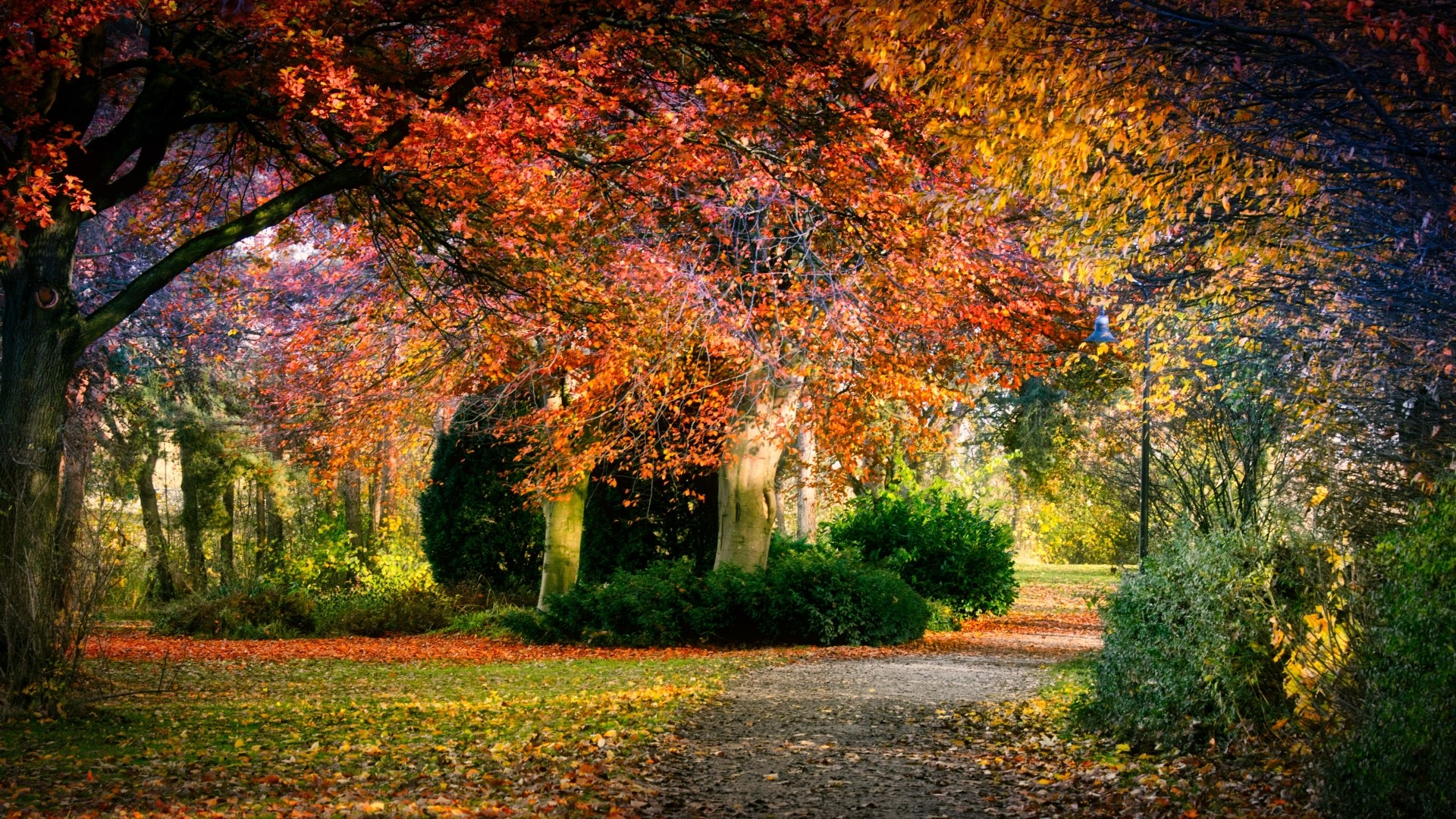 Autumn park with colorful trees and a path HD Wallpaper